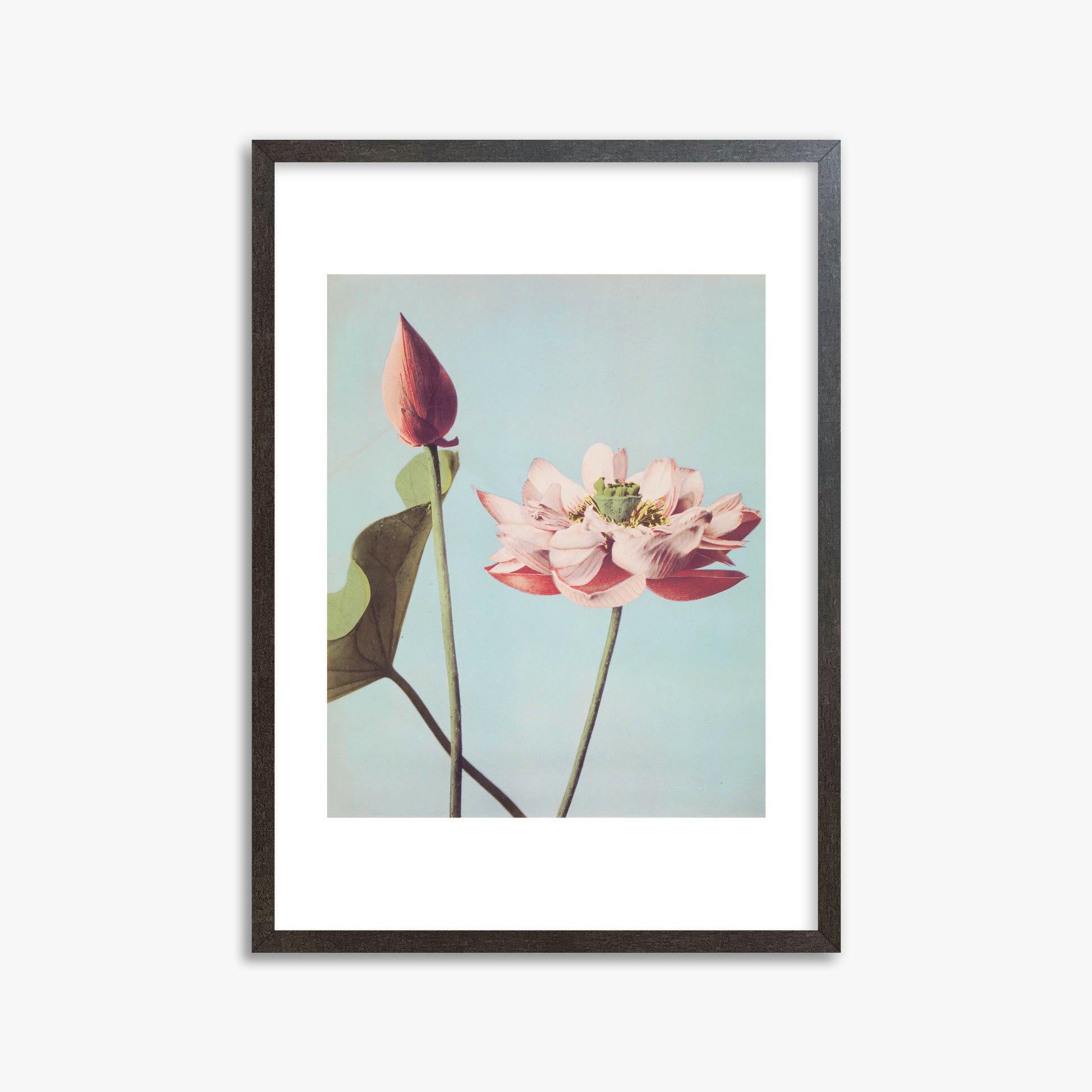 Ogawa Kazumasa: Lotus Flowers, 50x70cm Framed Art Reproduction With Espresso Frame