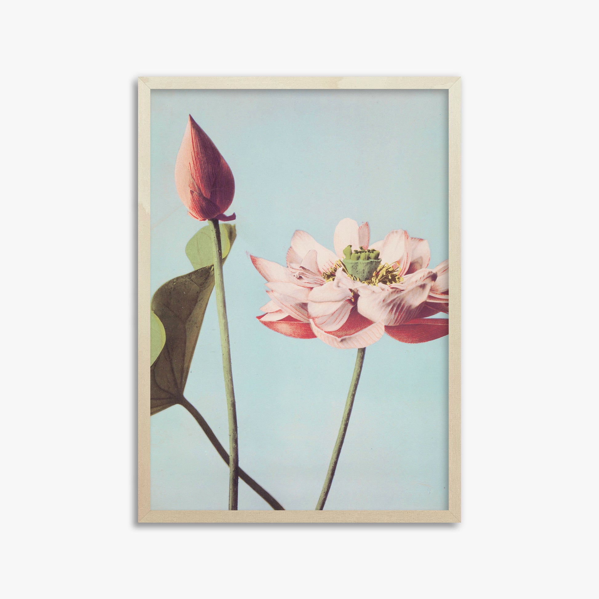 Ogawa Kazumasa: Lotus Flowers, 50x70cm Framed Art Reproduction With Lime Wood Frame