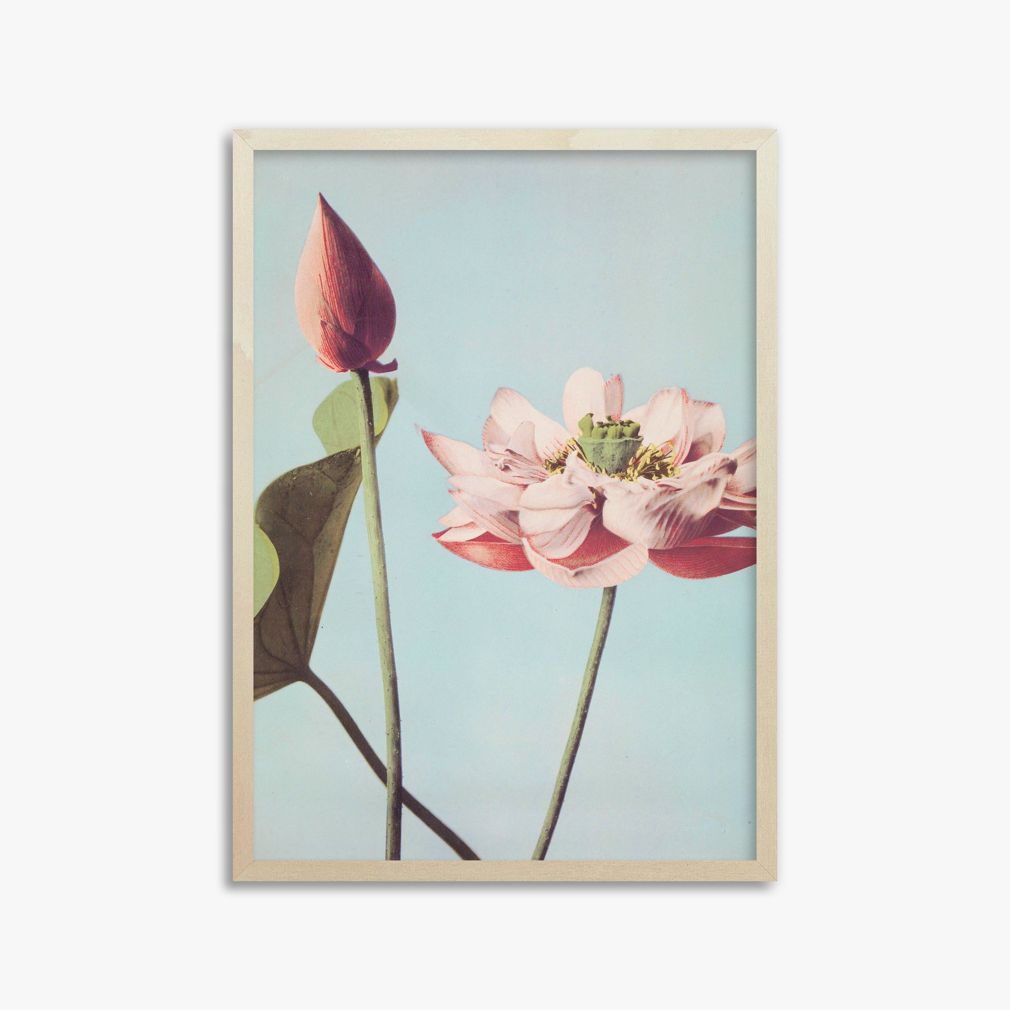 Ogawa Kazumasa: Lotus Flowers, 50x70cm Framed Art Reproduction With Lime Wood Frame