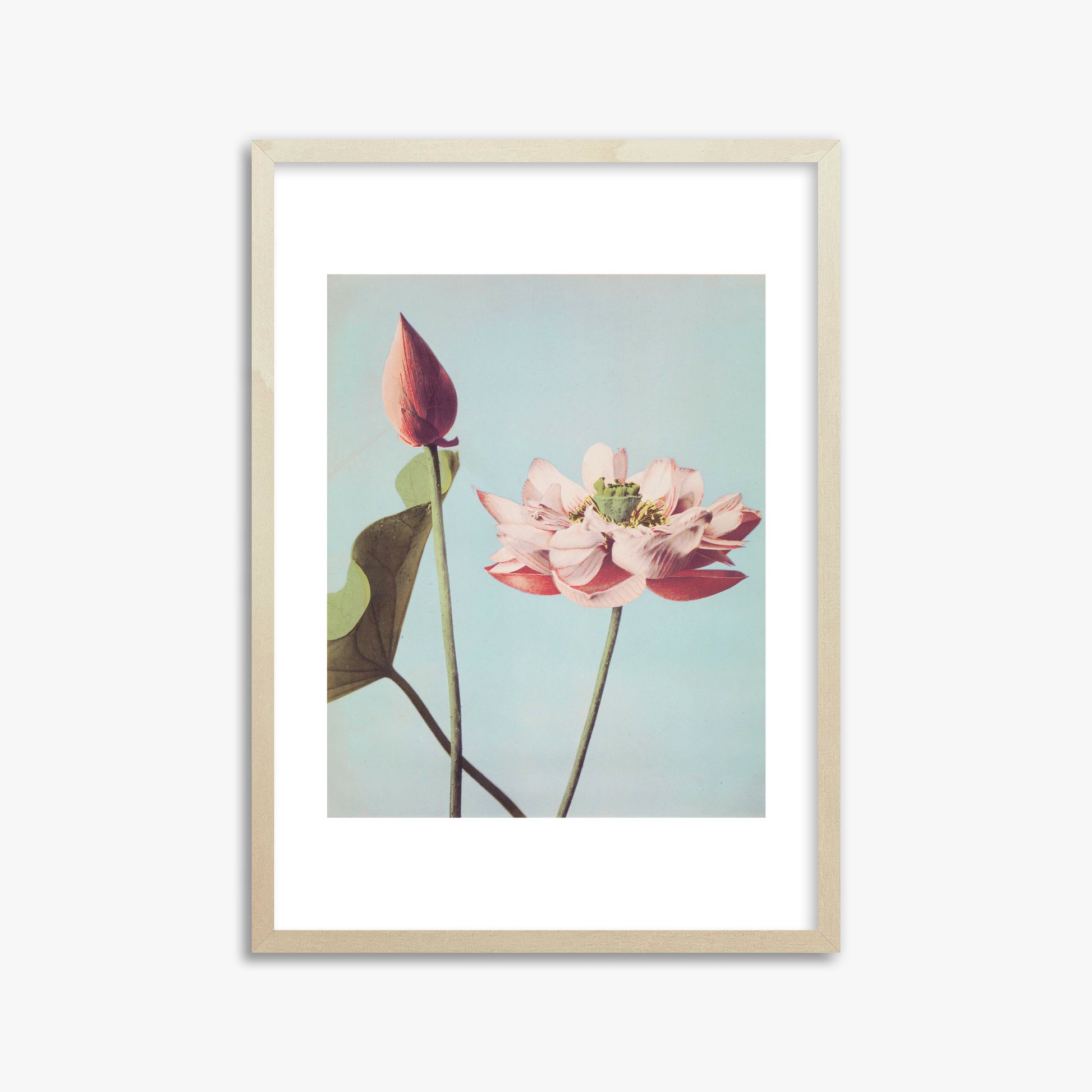 Ogawa Kazumasa: Lotus Flowers, 50x70cm Framed Art Reproduction With Lime Wood Frame