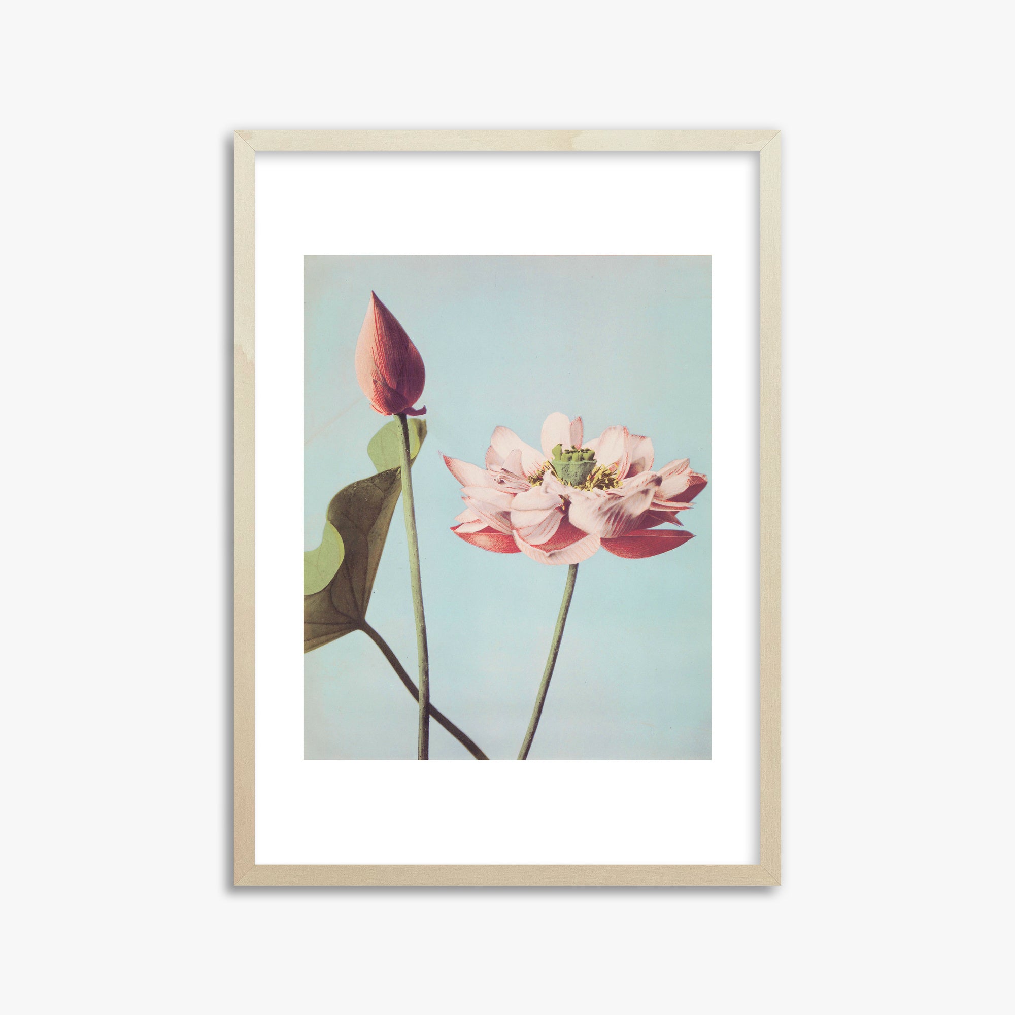 Ogawa Kazumasa: Lotus Flowers, 50x70cm Framed Art Reproduction With Lime Wood Frame
