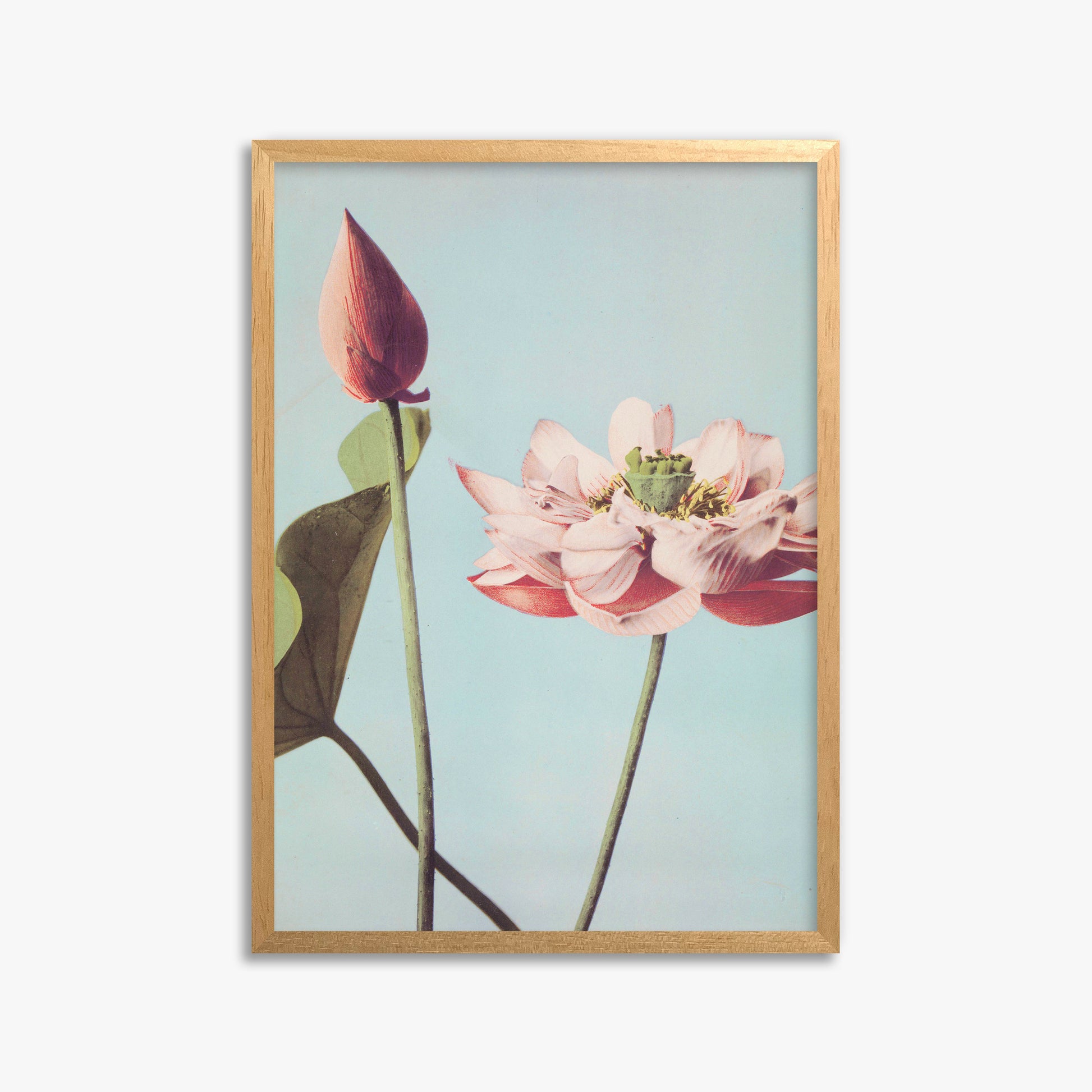 Ogawa Kazumasa: Lotus Flowers, 50x70cm Framed Art Reproduction With Oak Frame