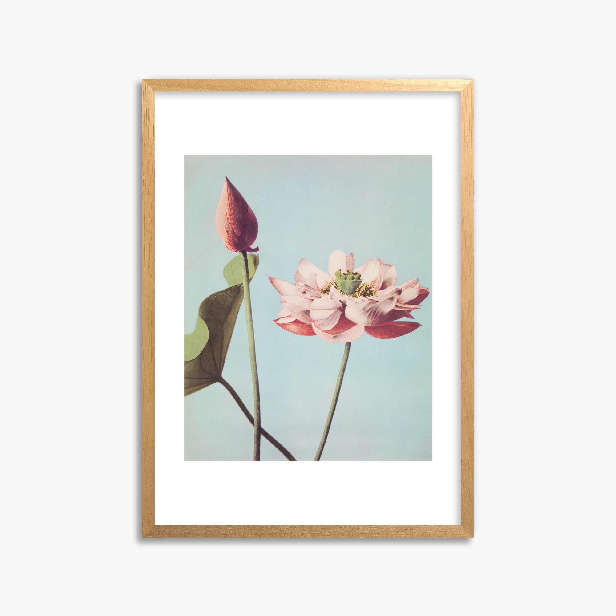 Ogawa Kazumasa: Lotus Flowers, 50x70cm Framed Art Reproduction With Oak Frame