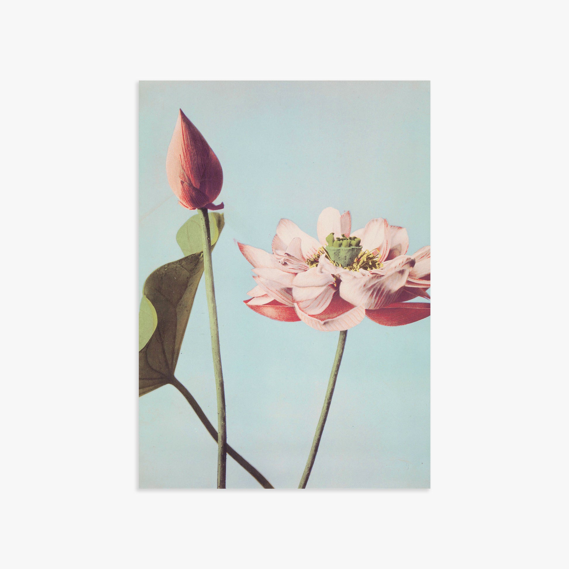 Ogawa Kazumasa: Lotus Flowers, 50x70cm Art Reproduction Unframed
