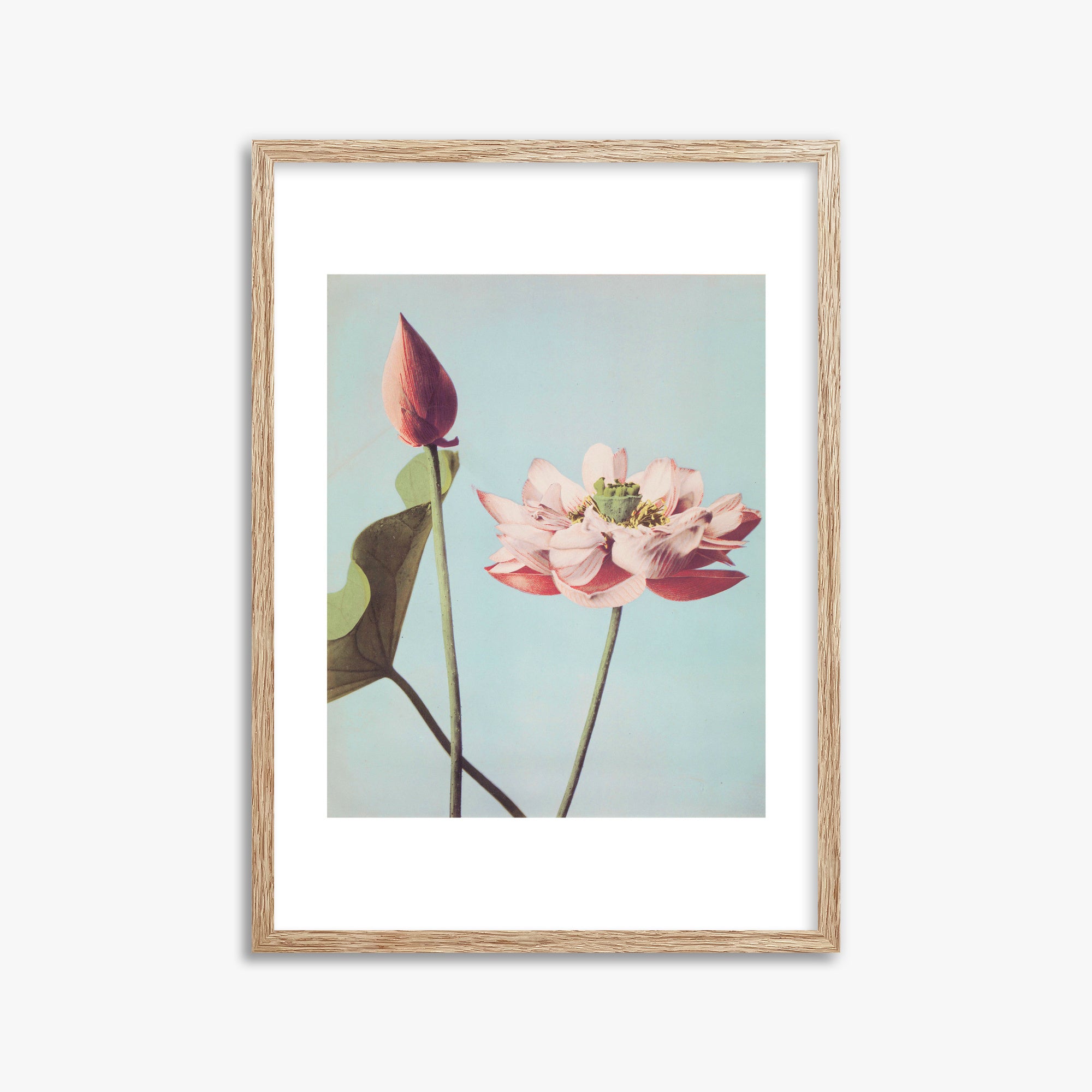 Ogawa Kazumasa: Lotus Flowers, 50x70cm Framed Art Reproduction With Raw Oak Frame