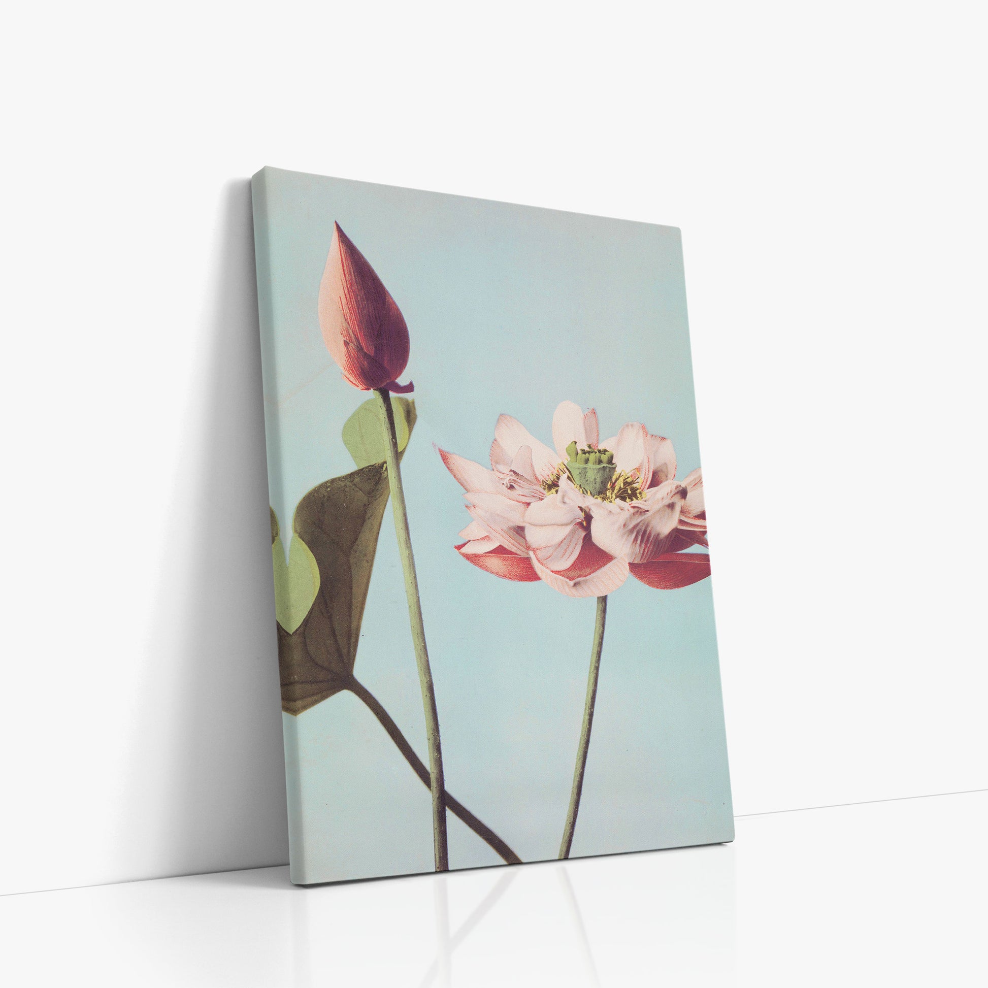 Ogawa Kazumasa: Lotus Flowers, 50x70cm Satin Canvas Art Reproduction Left Angle