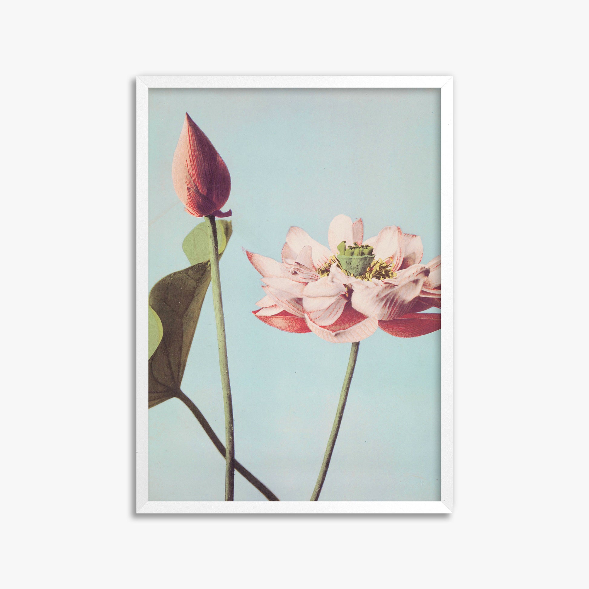Ogawa Kazumasa: Lotus Flowers, 50x70cm Framed Art Reproduction With White Frame
