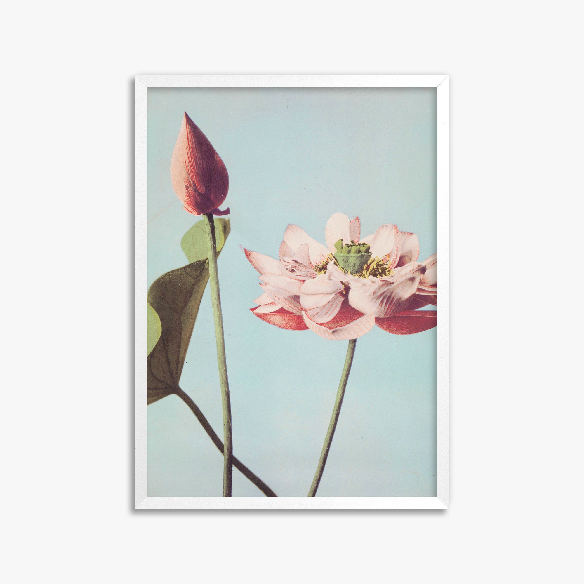 Ogawa Kazumasa: Lotus Flowers, 50x70cm Framed Art Reproduction With White Frame