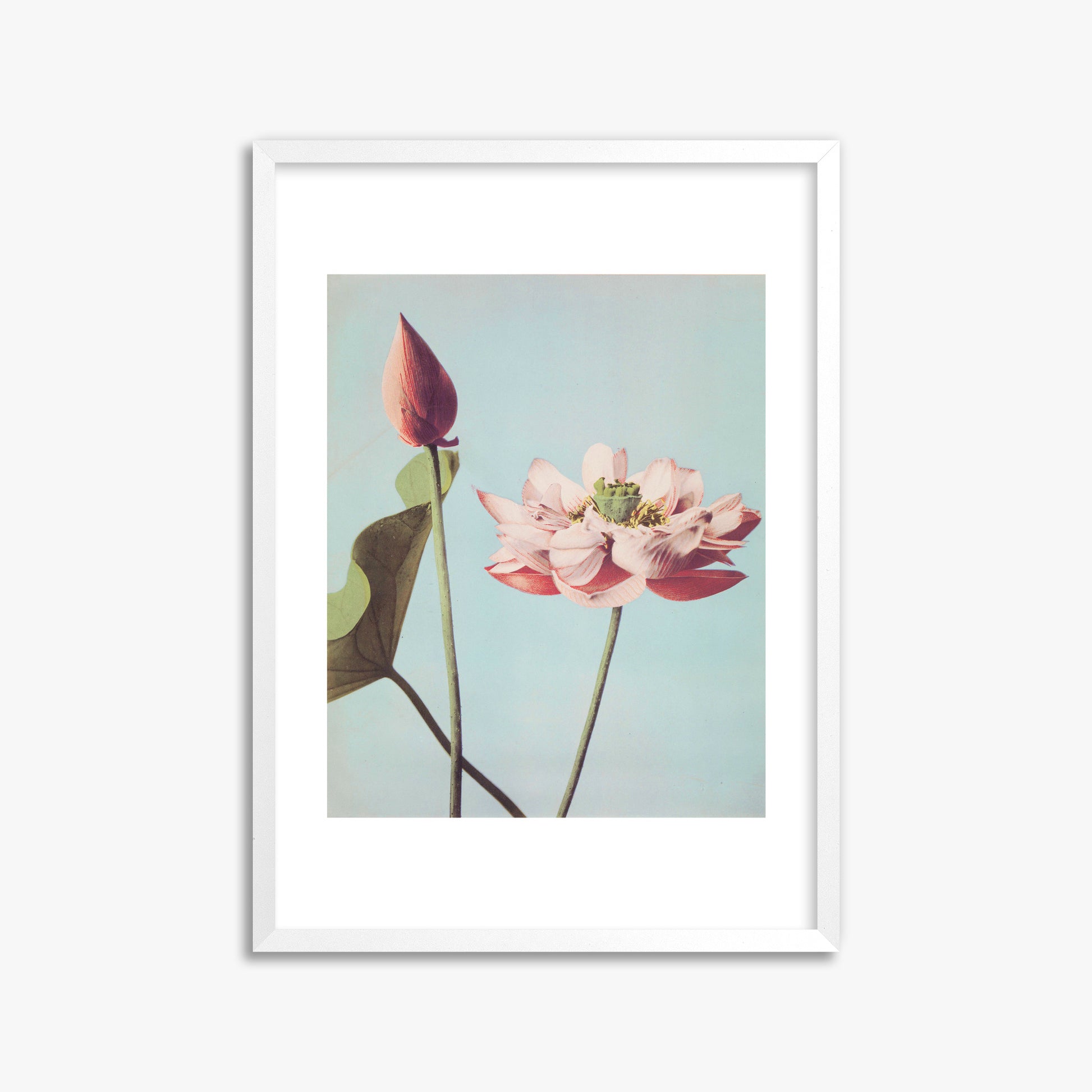 Ogawa Kazumasa: Lotus Flowers, 50x70cm Framed Art Reproduction With White Frame