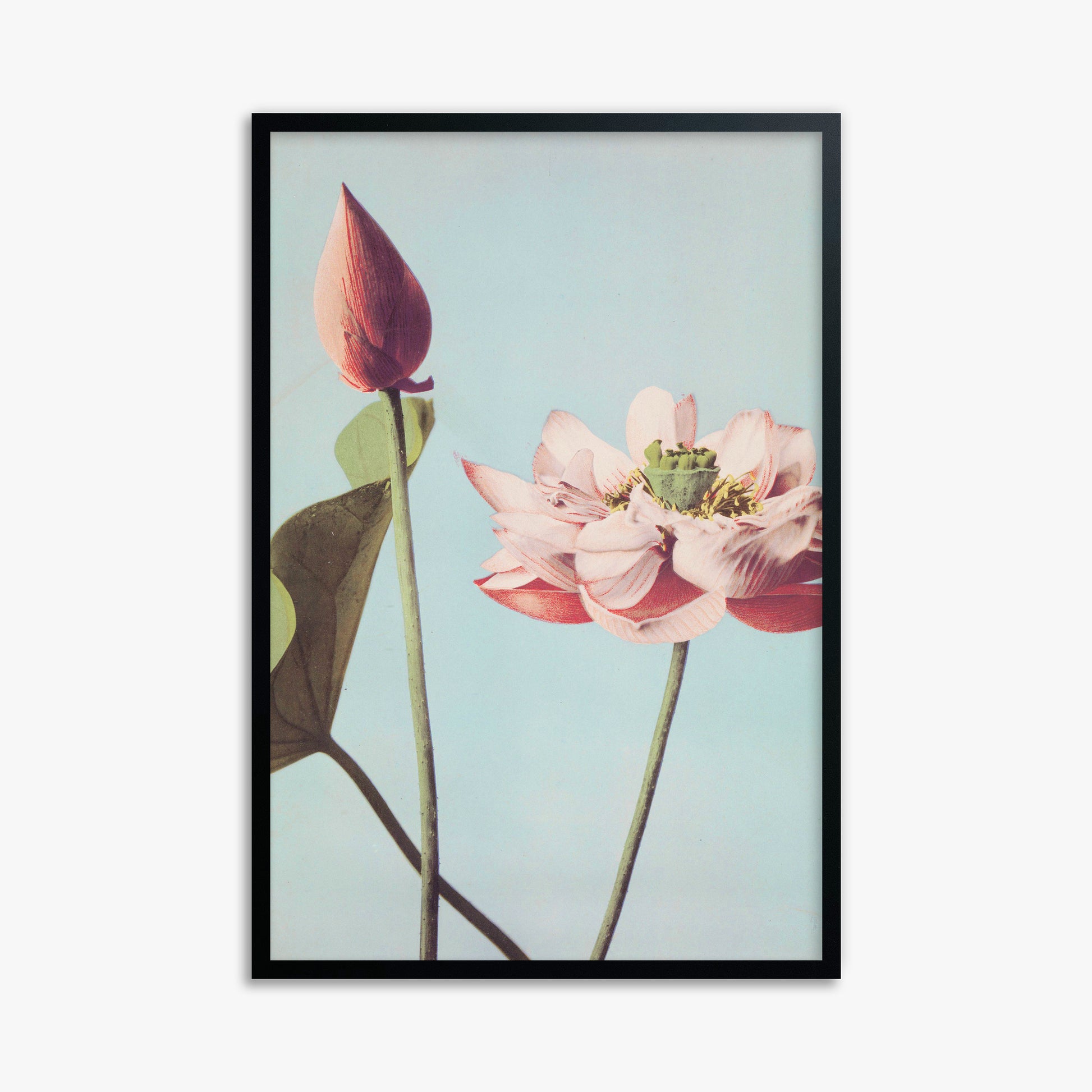 Ogawa Kazumasa: Lotus Flowers, 61x91cm Framed Art Reproduction With Black Frame