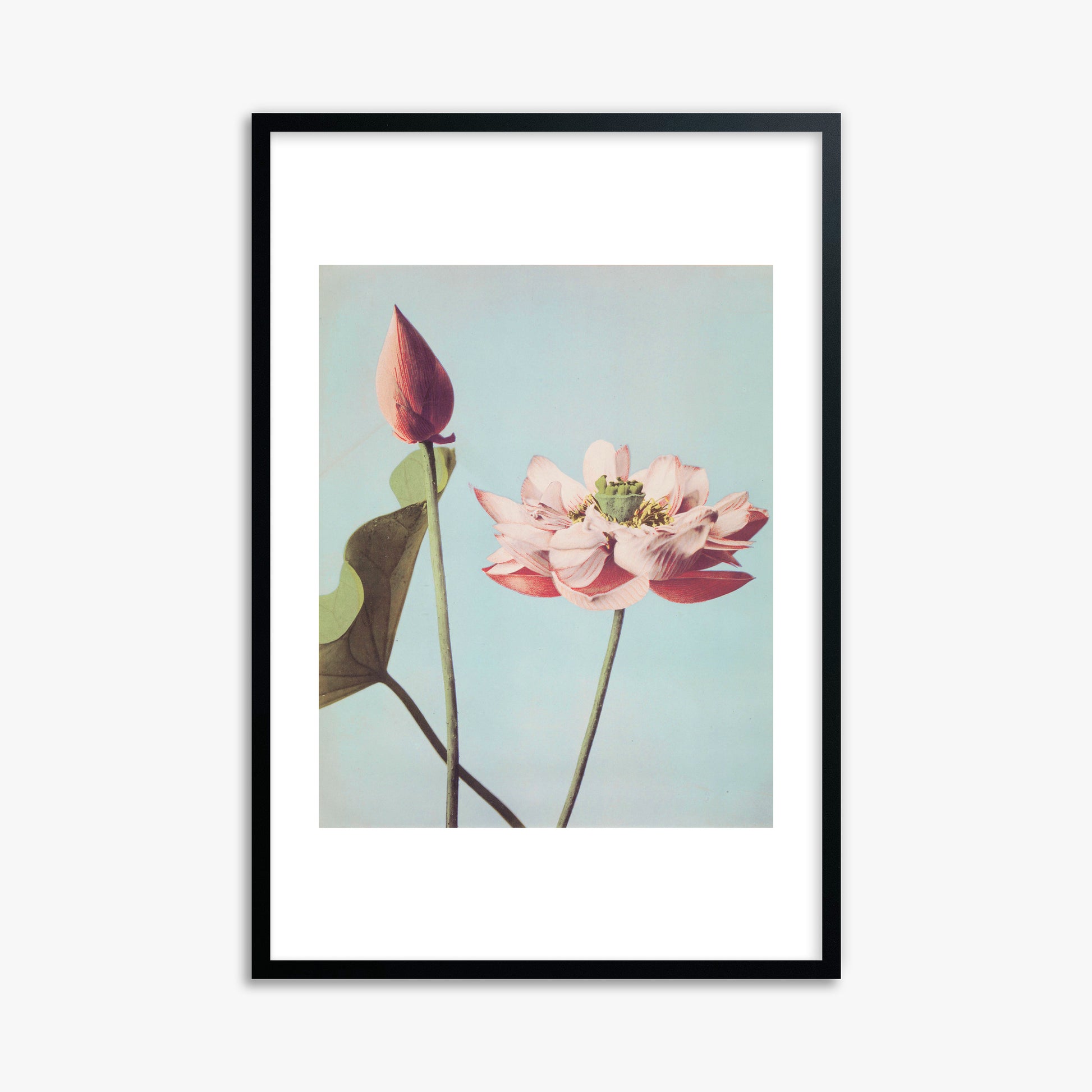 Ogawa Kazumasa: Lotus Flowers, 61x91cm Framed Art Reproduction With Black Frame