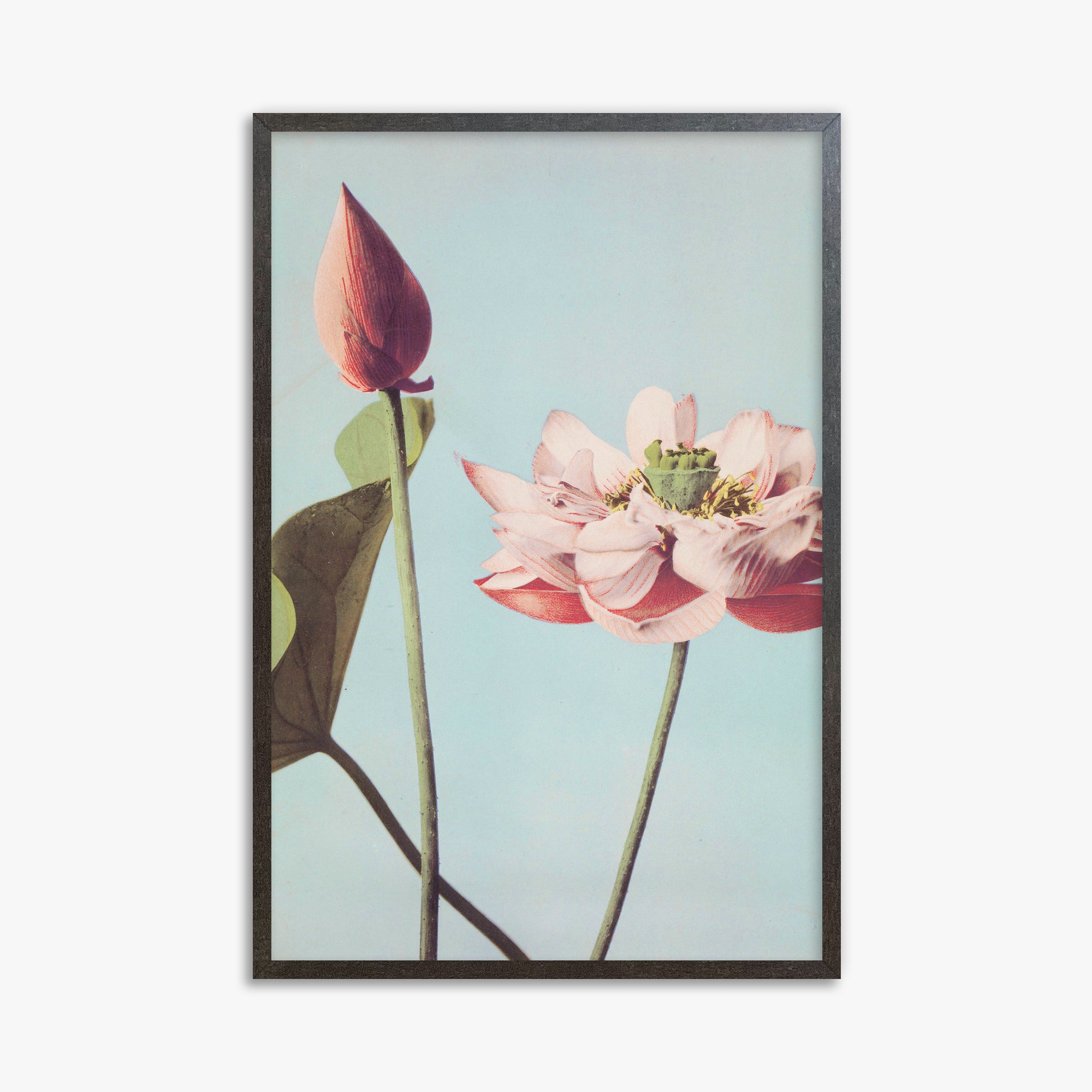 Ogawa Kazumasa: Lotus Flowers, 61x91cm Framed Art Reproduction With Espresso Frame