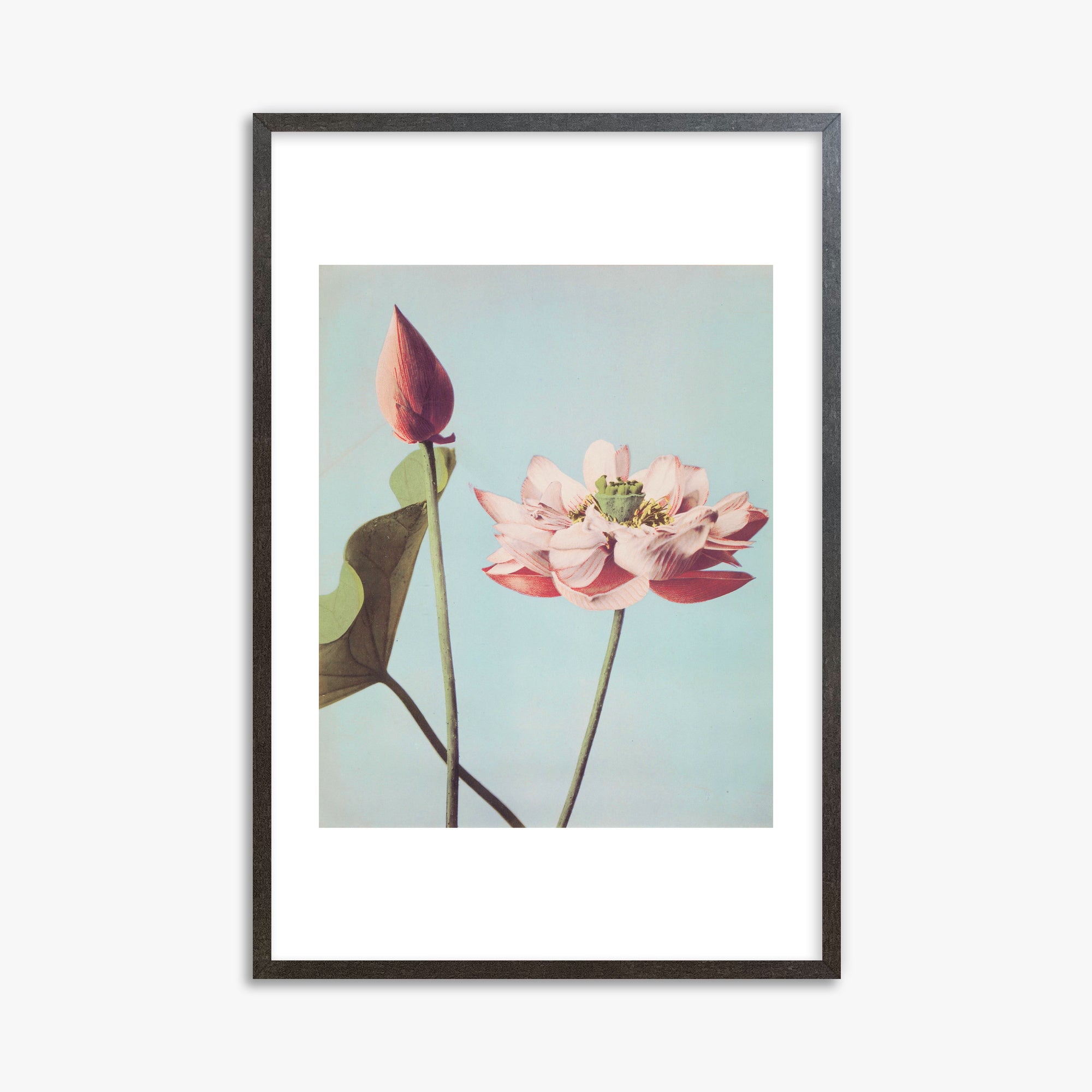 Ogawa Kazumasa: Lotus Flowers, 61x91cm Framed Art Reproduction With Espresso Frame