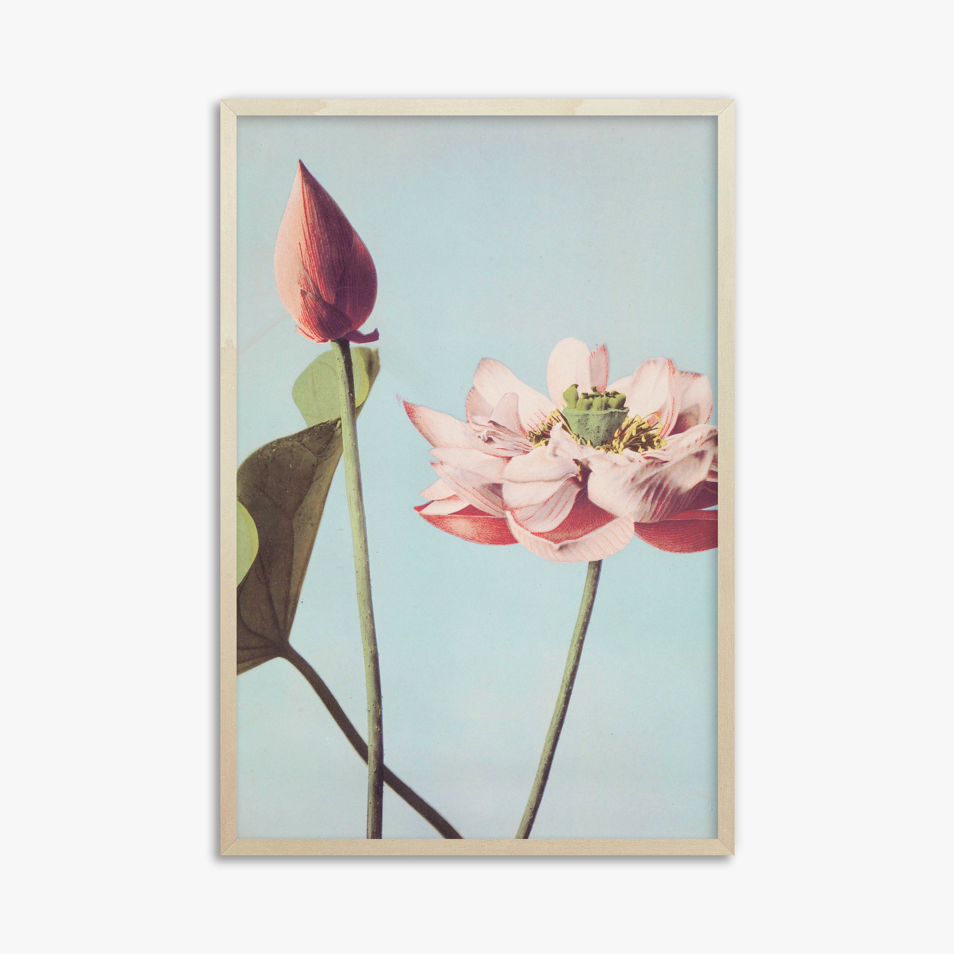 Ogawa Kazumasa: Lotus Flowers, 61x91cm Framed Art Reproduction With Lime Wood Frame