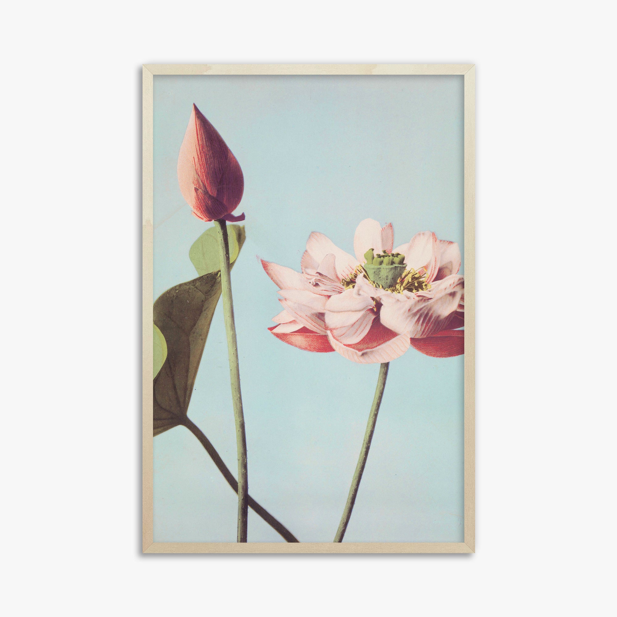Ogawa Kazumasa: Lotus Flowers, 61x91cm Framed Art Reproduction With Lime Wood Frame