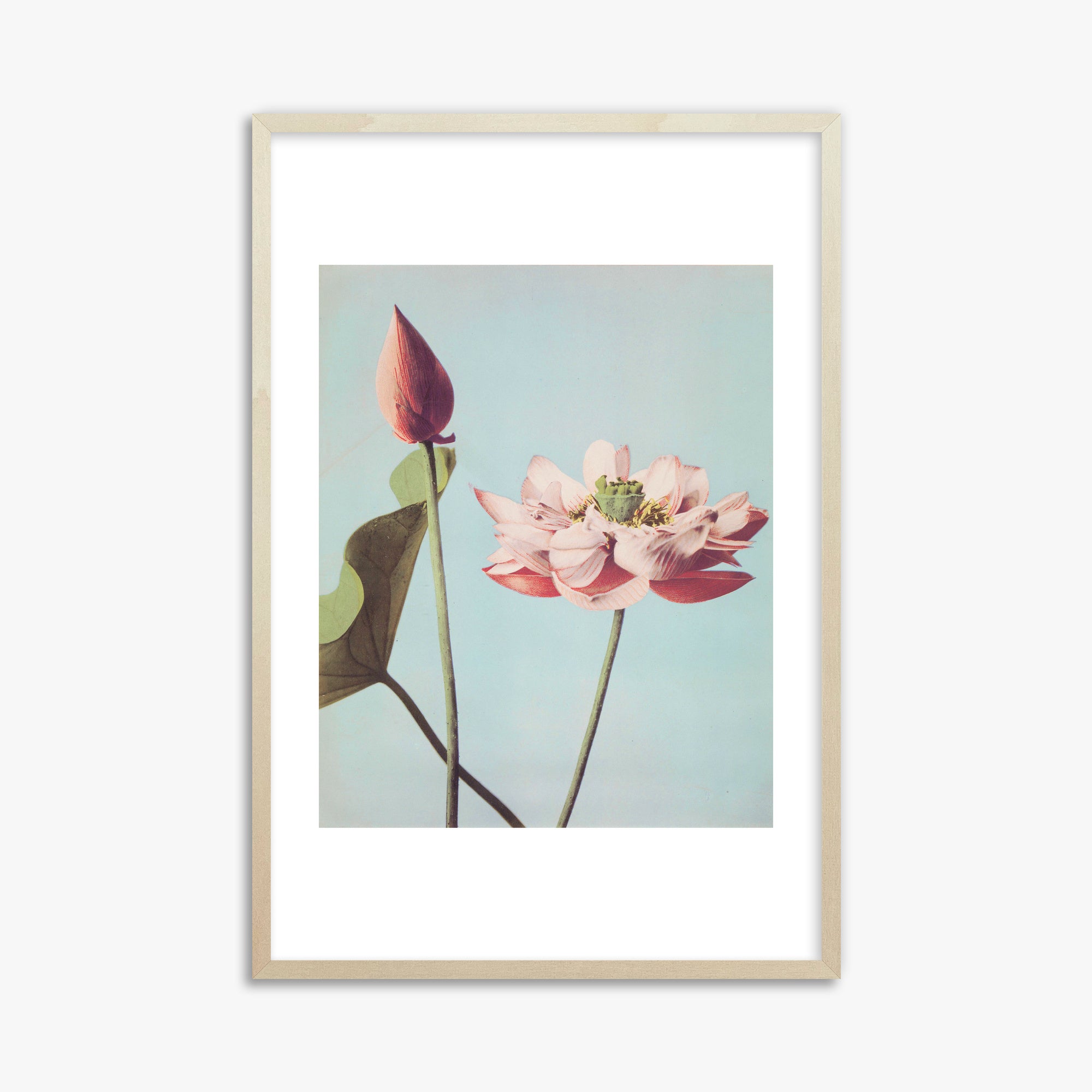 Ogawa Kazumasa: Lotus Flowers, 61x91cm Framed Art Reproduction With Lime Wood Frame