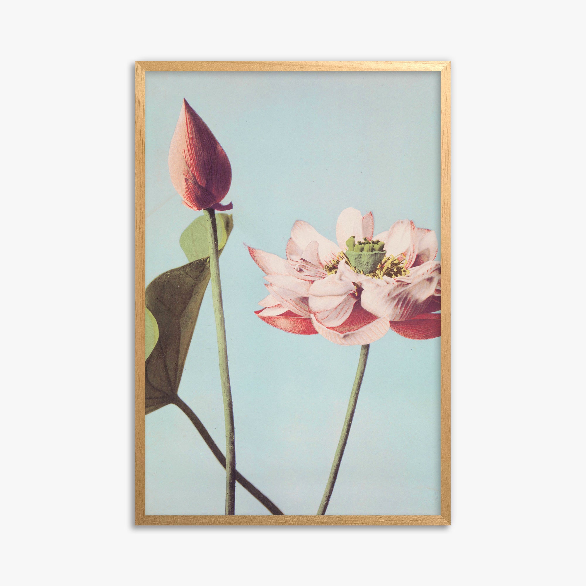 Ogawa Kazumasa: Lotus Flowers, 61x91cm Framed Art Reproduction With Oak Frame