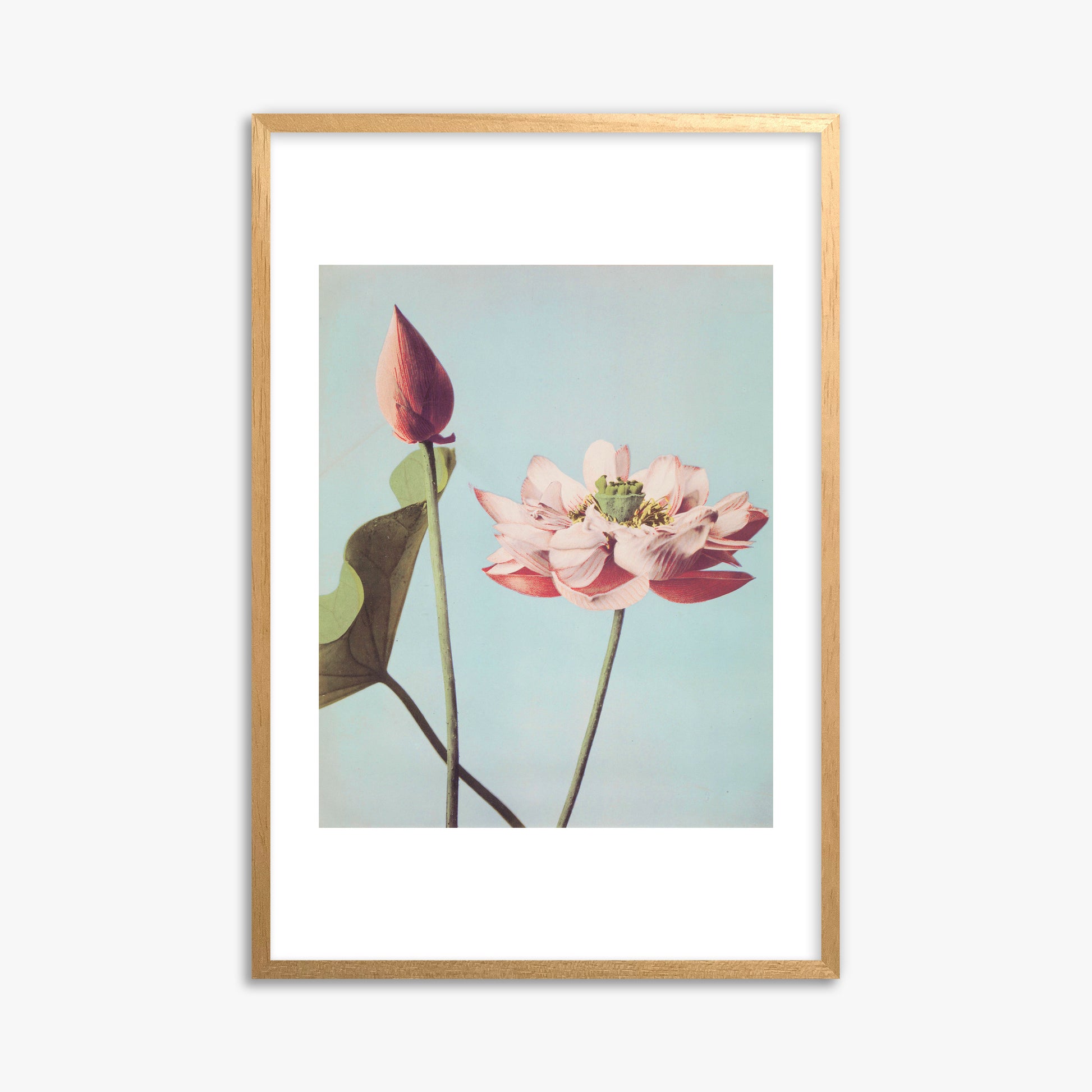 Ogawa Kazumasa: Lotus Flowers, 61x91cm Framed Art Reproduction With Oak Frame