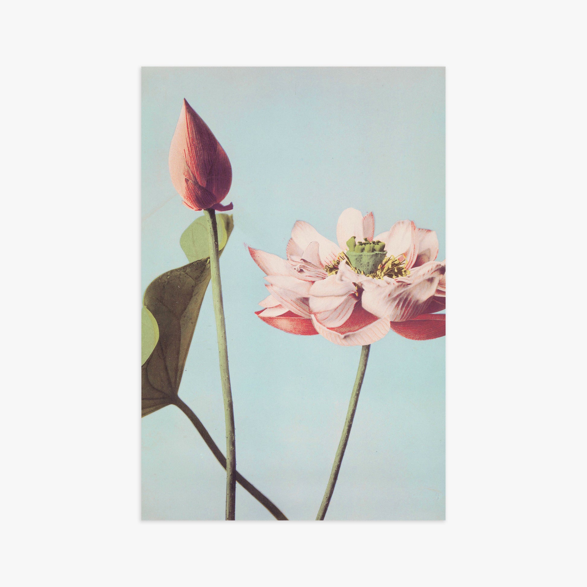 Ogawa Kazumasa: Lotus Flowers, 61x91cm Art Reproduction Unframed