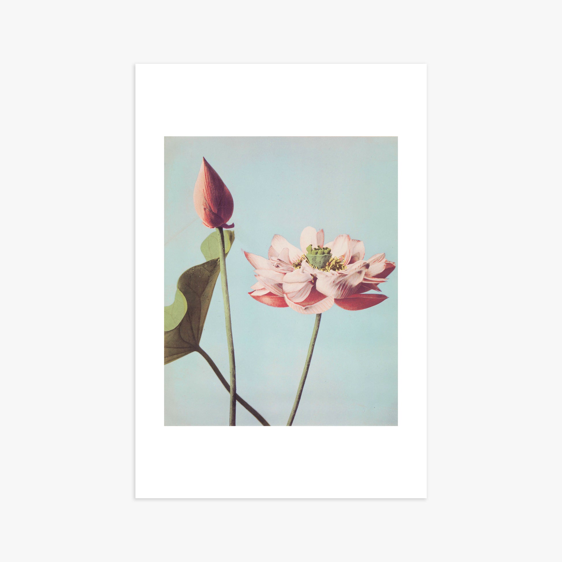 Ogawa Kazumasa: Lotus Flowers, 61x91cm Art Reproduction Unframed