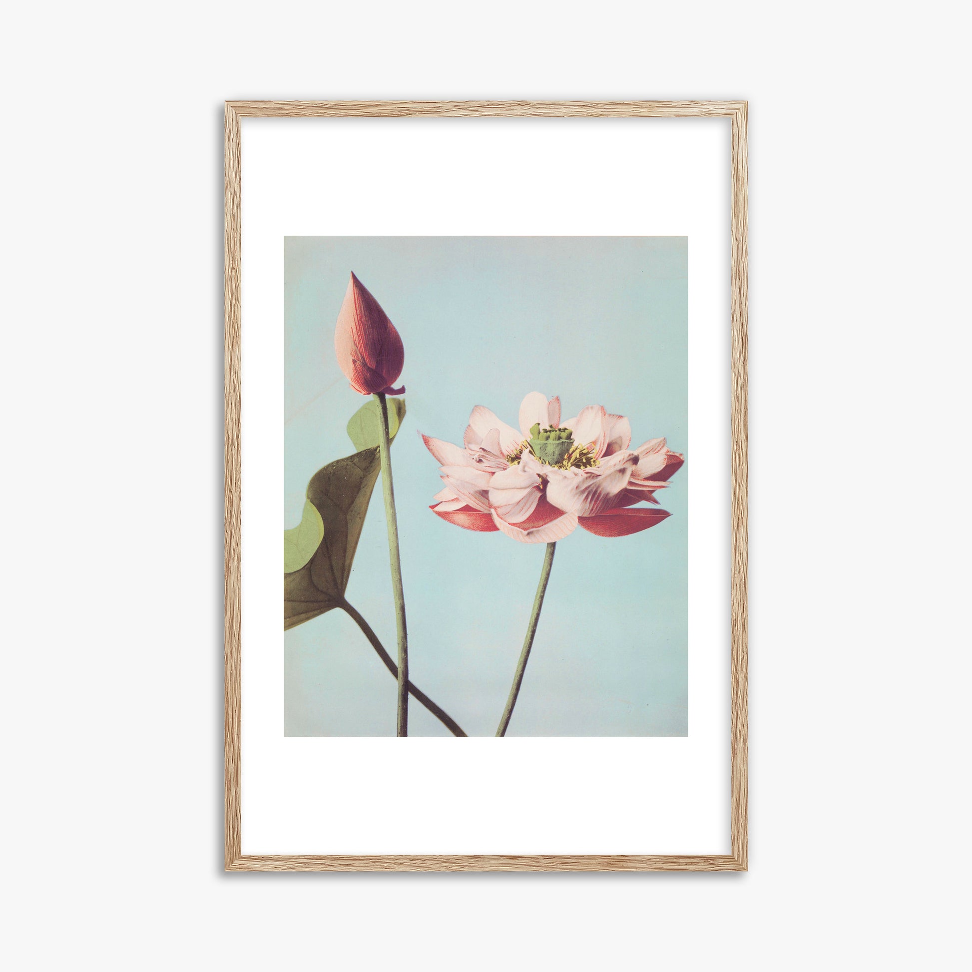 Ogawa Kazumasa: Lotus Flowers, 61x91cm Framed Art Reproduction With Raw Oak Frame