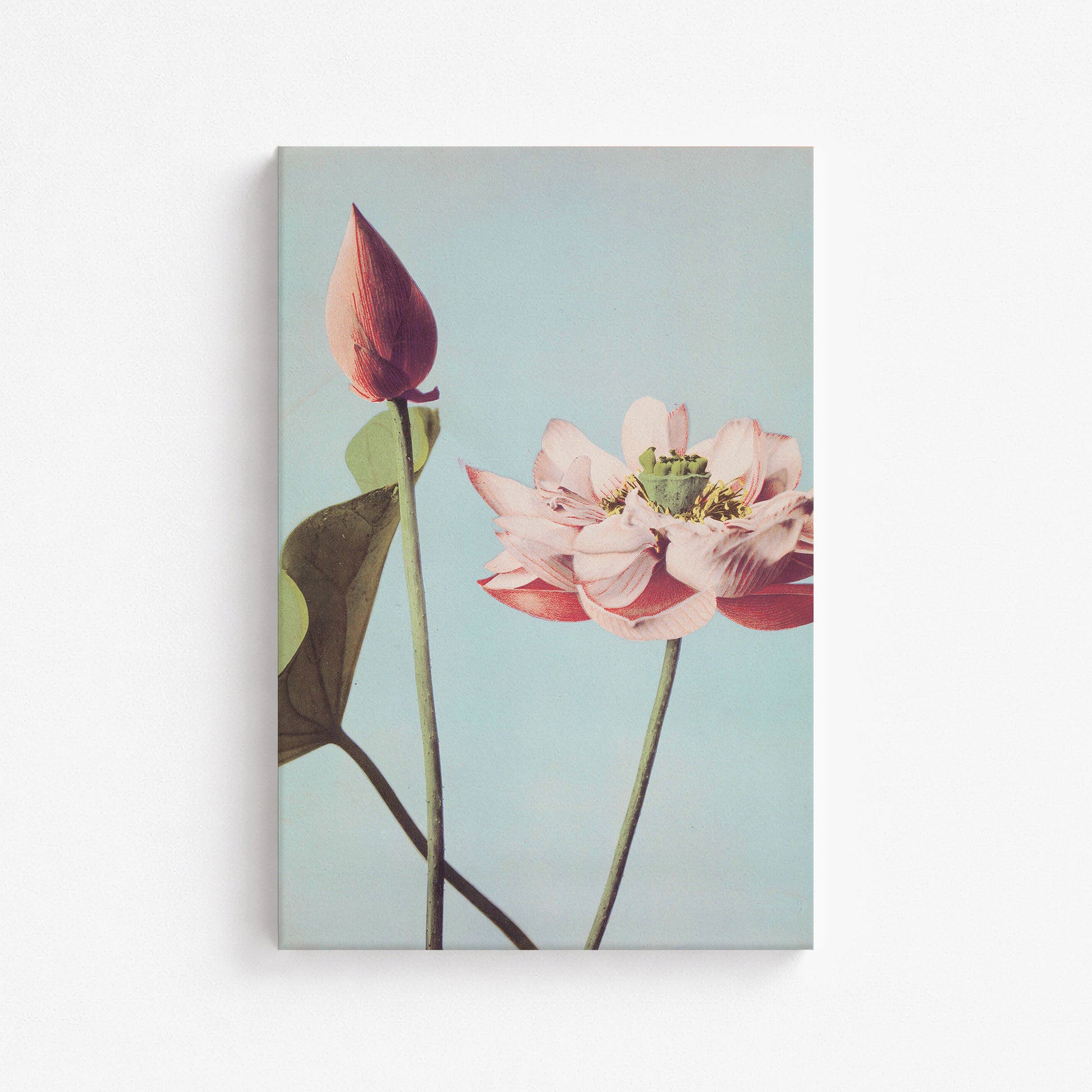 Ogawa Kazumasa: Lotus Flowers, 61x91cm Satin Canvas Art Reproduction