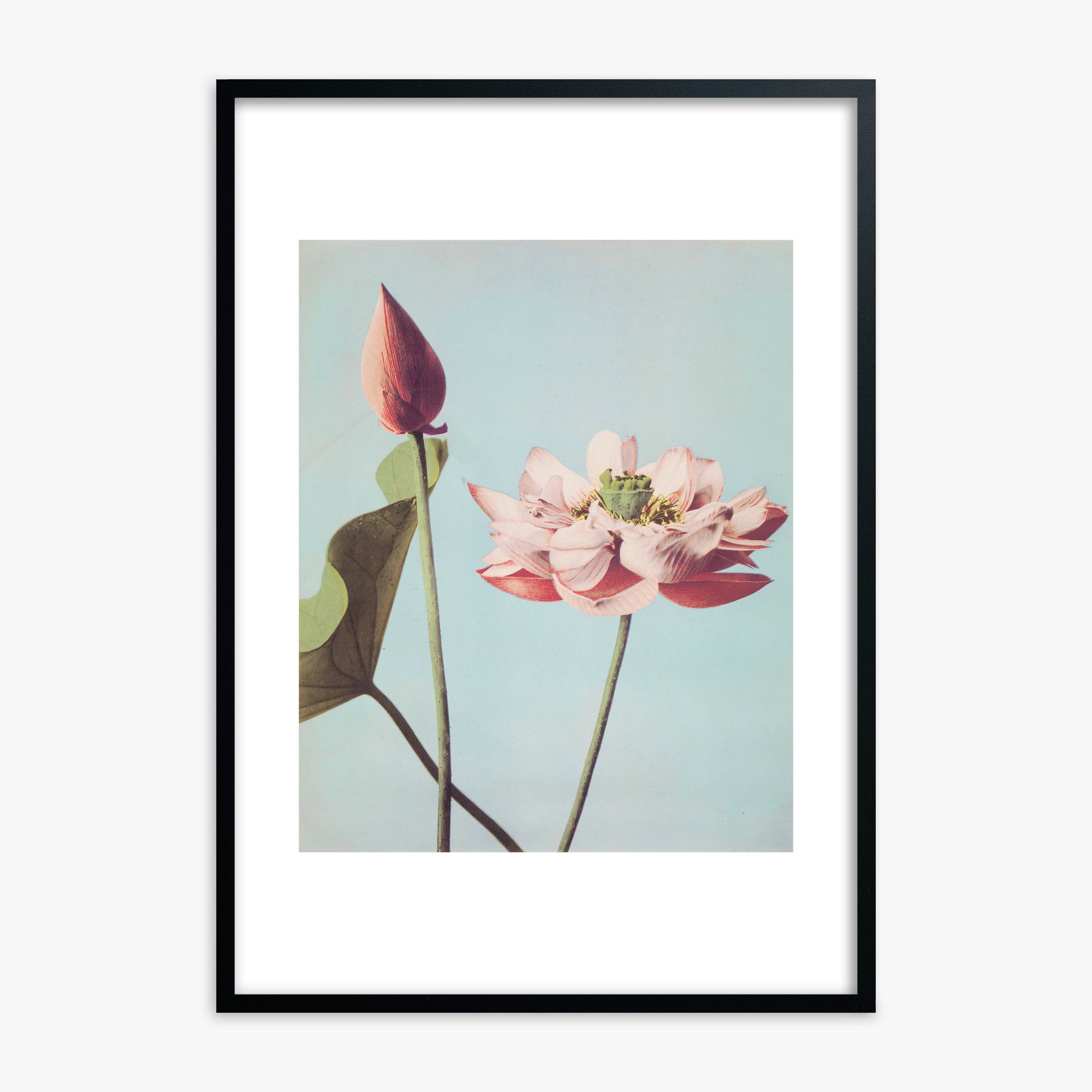 Ogawa Kazumasa: Lotus Flowers, Black Framed Art Reproduction With Black Frame