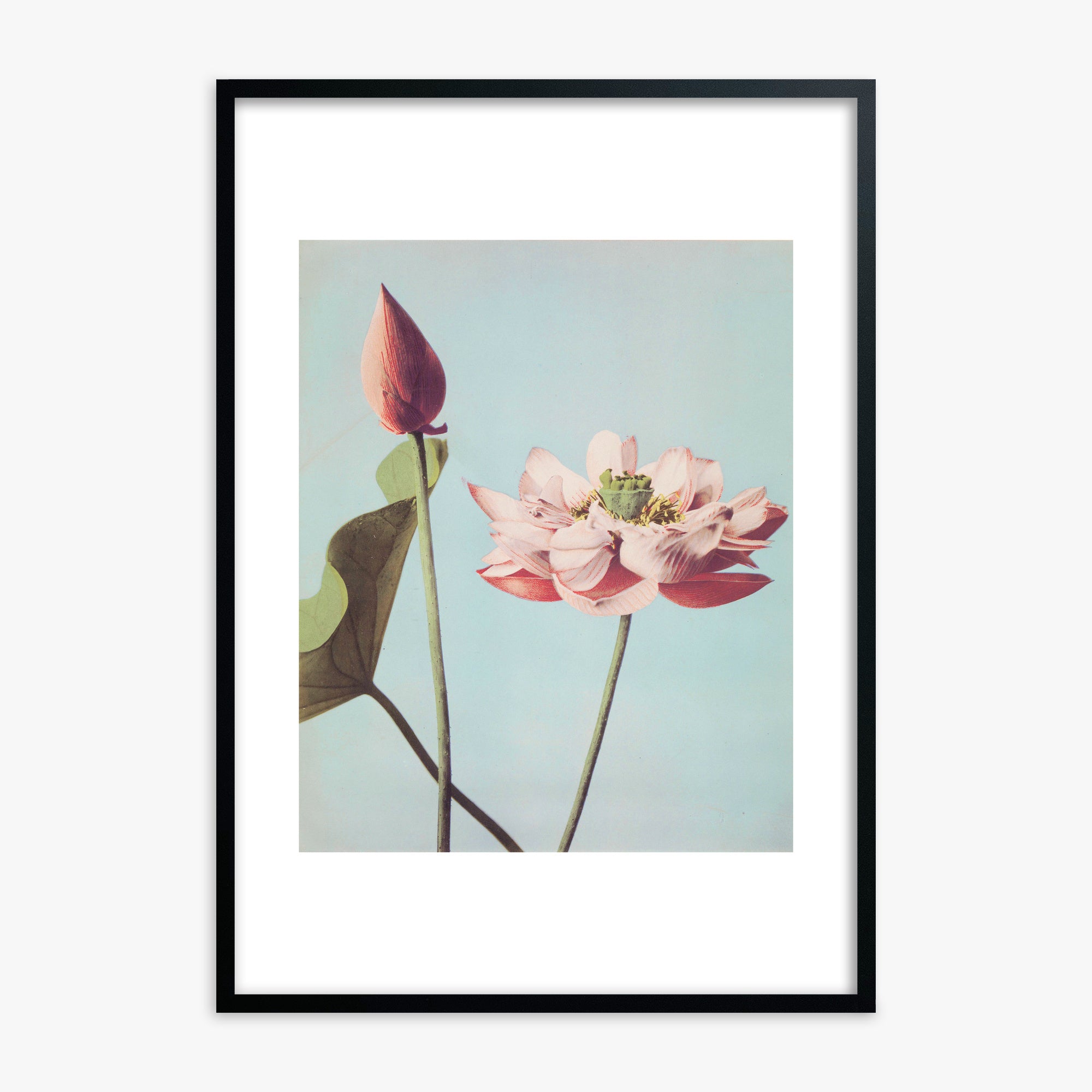 Ogawa Kazumasa: Lotus Flowers, Black Framed Art Reproduction With Black Frame