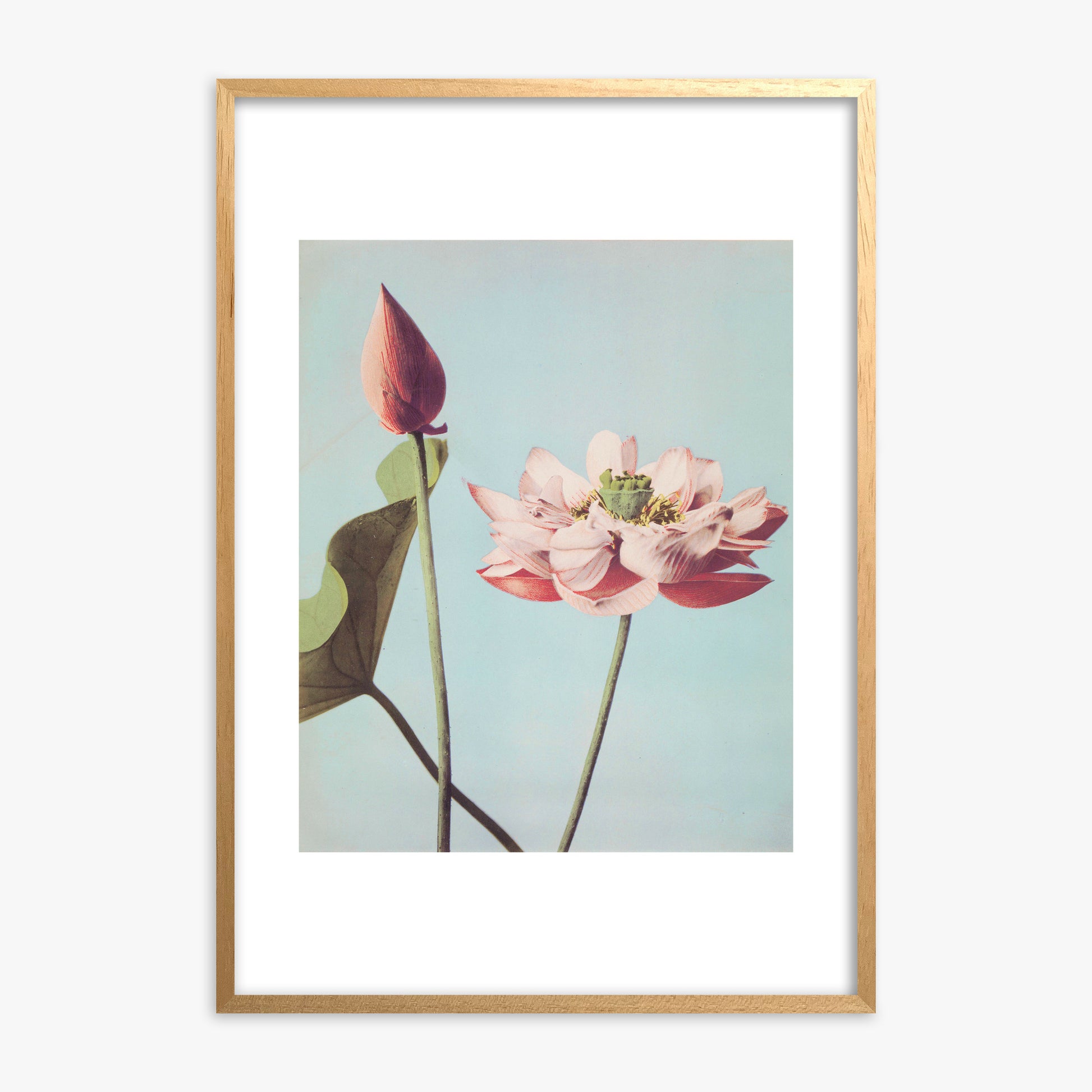 Ogawa Kazumasa: Lotus Flowers, Oak Framed Art Reproduction With Oak Frame