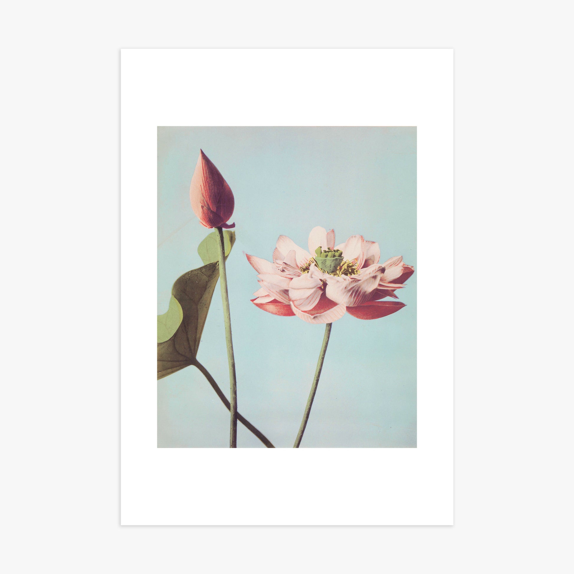 Ogawa Kazumasa: Lotus Flowers, 70x100cm Art Reproduction Unframed