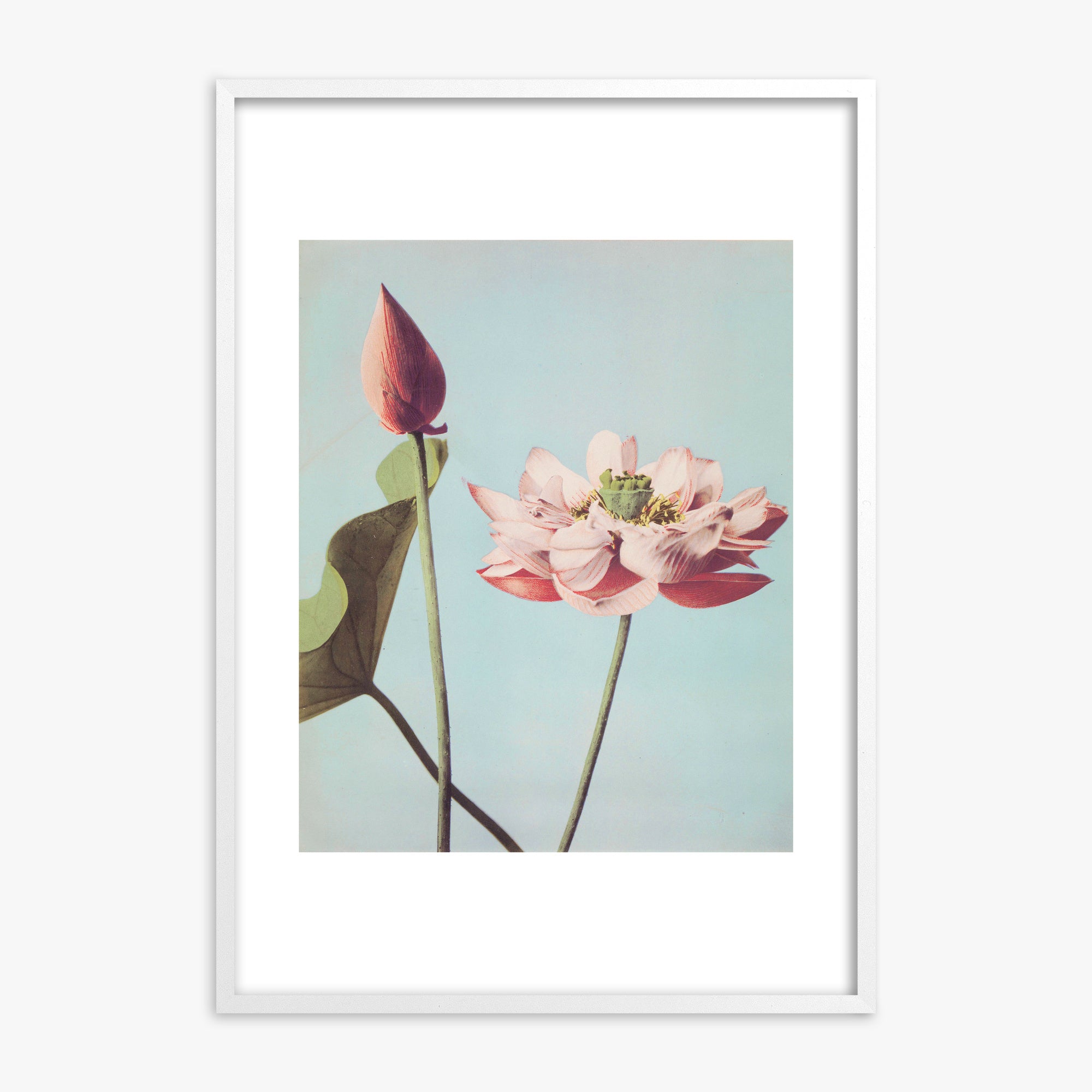 Ogawa Kazumasa: Lotus Flowers, White Framed Art Reproduction With White Frame