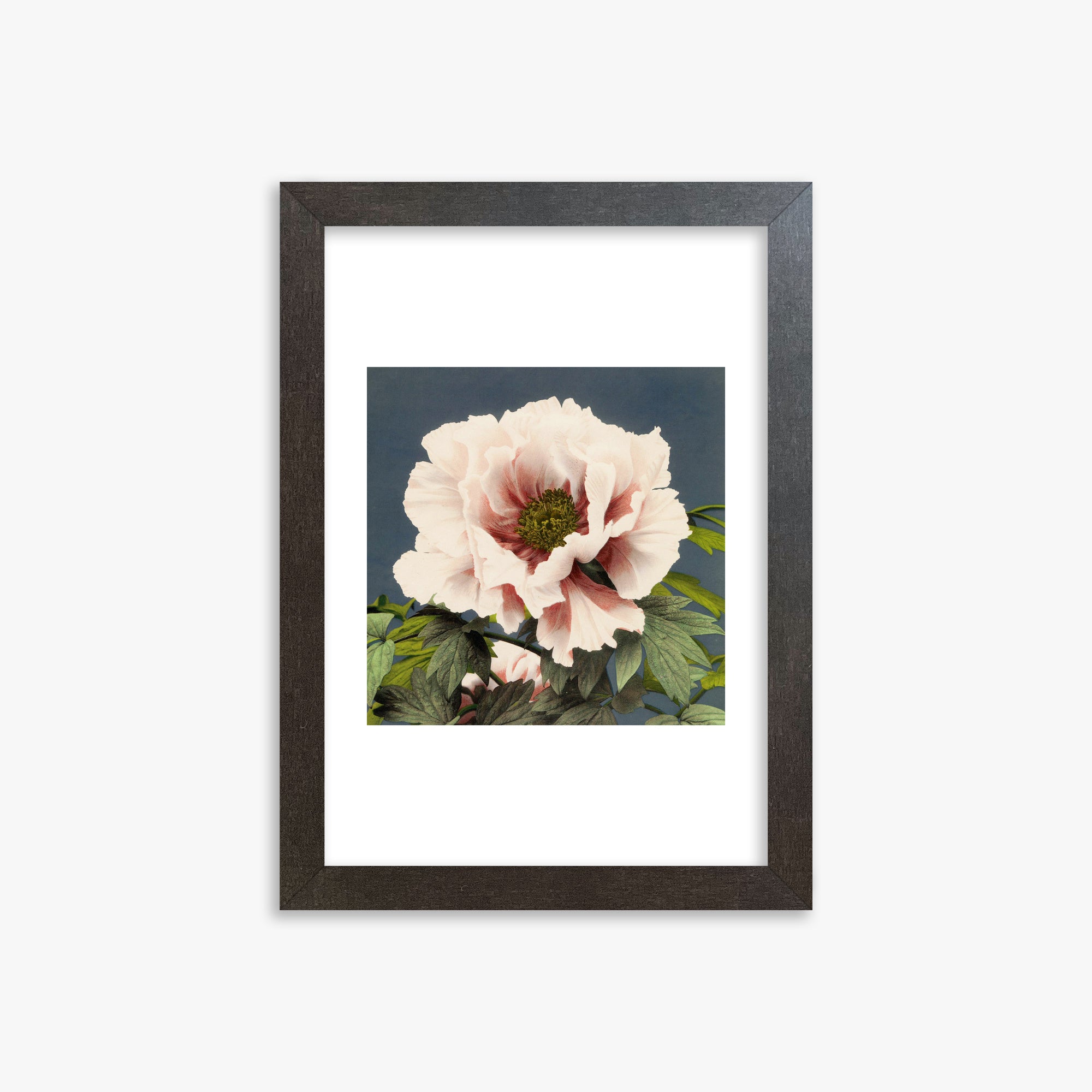 Ogawa Kazumasa: Peony, 21x30cm Framed Art Reproduction With Espresso Frame