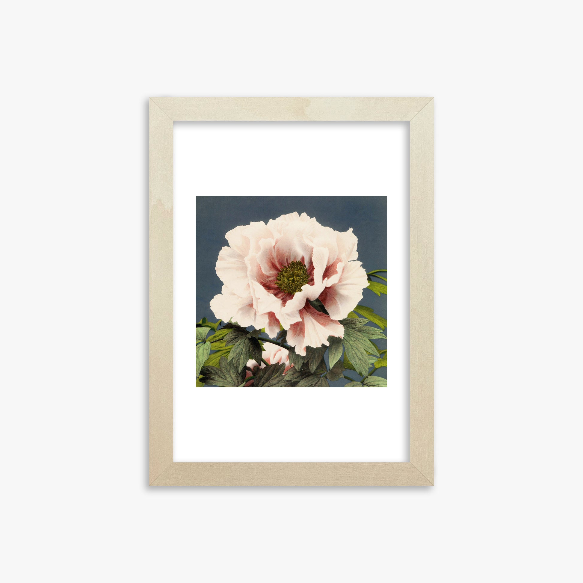Ogawa Kazumasa: Peony, 21x30cm Framed Art Reproduction With Lime Wood Frame