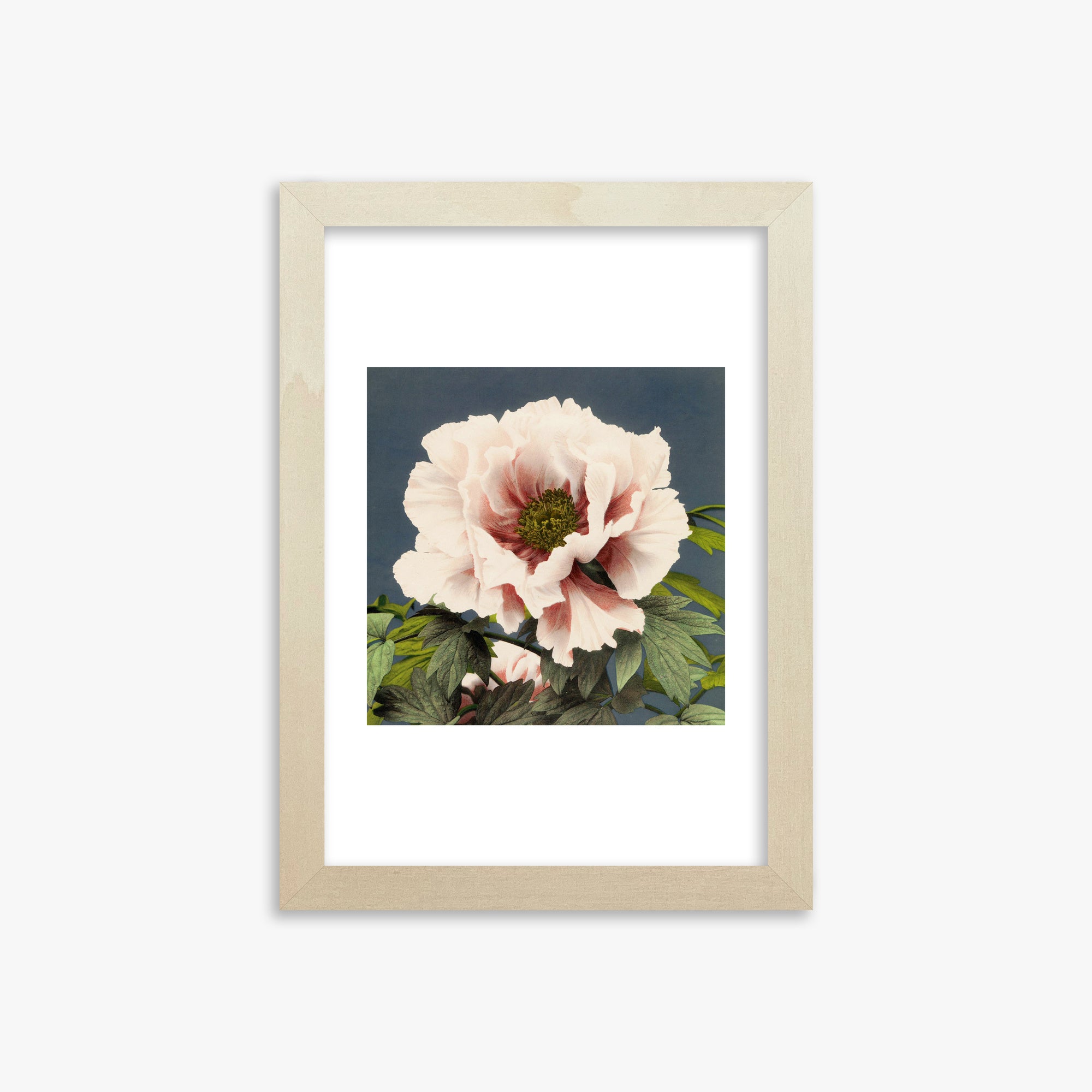 Ogawa Kazumasa: Peony, 21x30cm Framed Art Reproduction With Lime Wood Frame