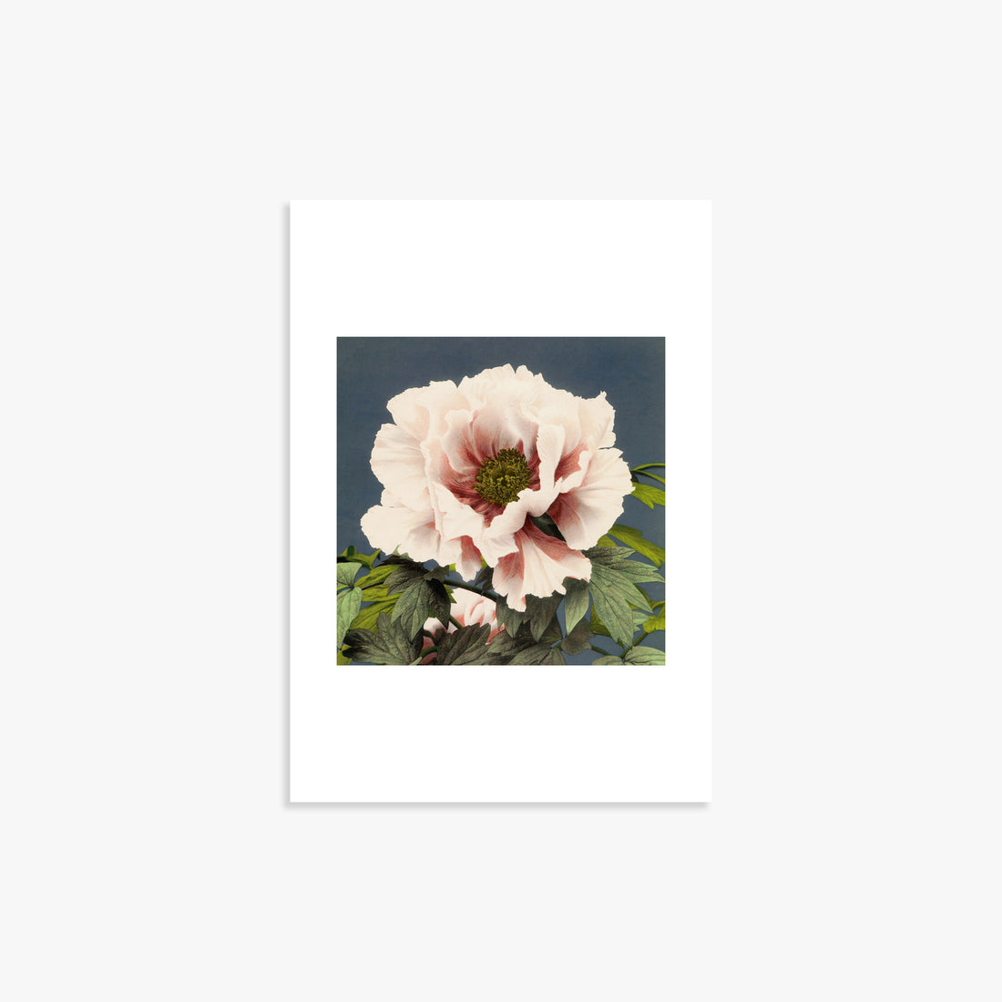 Design Concept No. 39 for Ogawa Kazumasa: Peony Japanese Wall Art