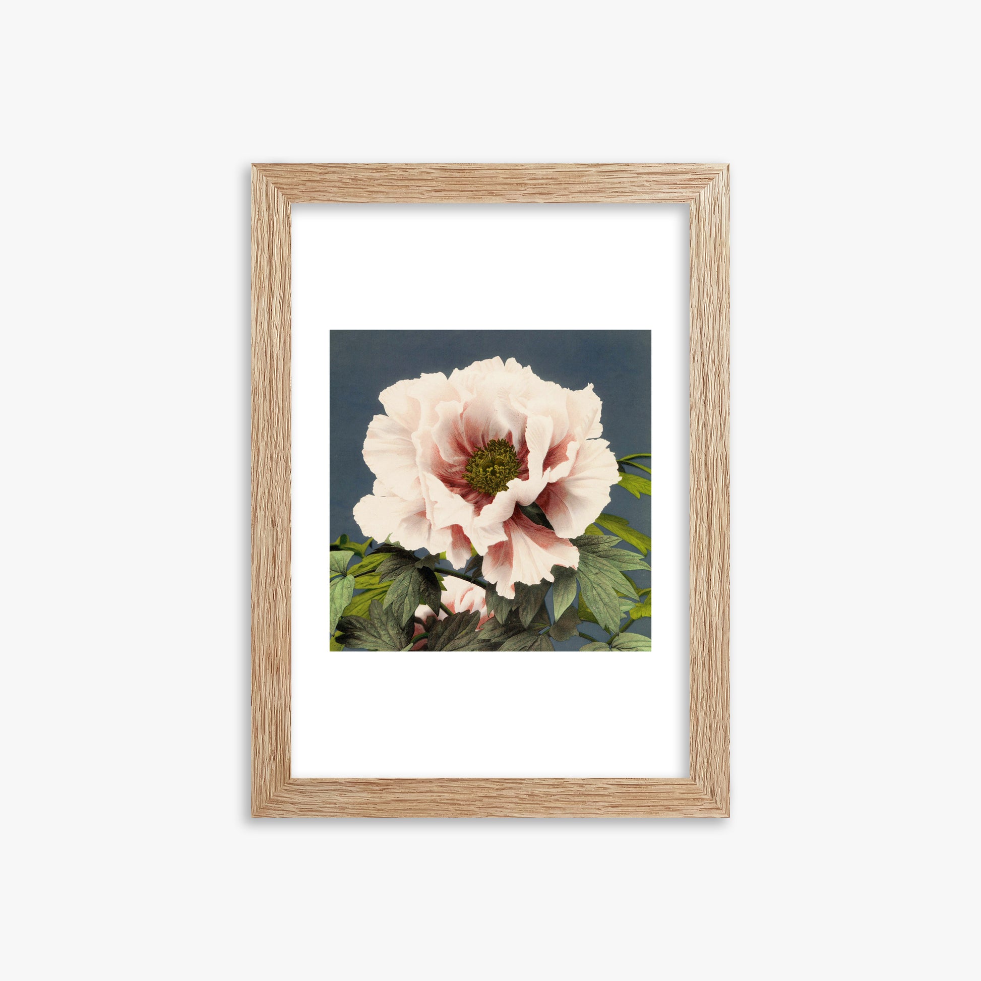 Ogawa Kazumasa: Peony, 21x30cm Framed Art Reproduction With Raw Oak Frame