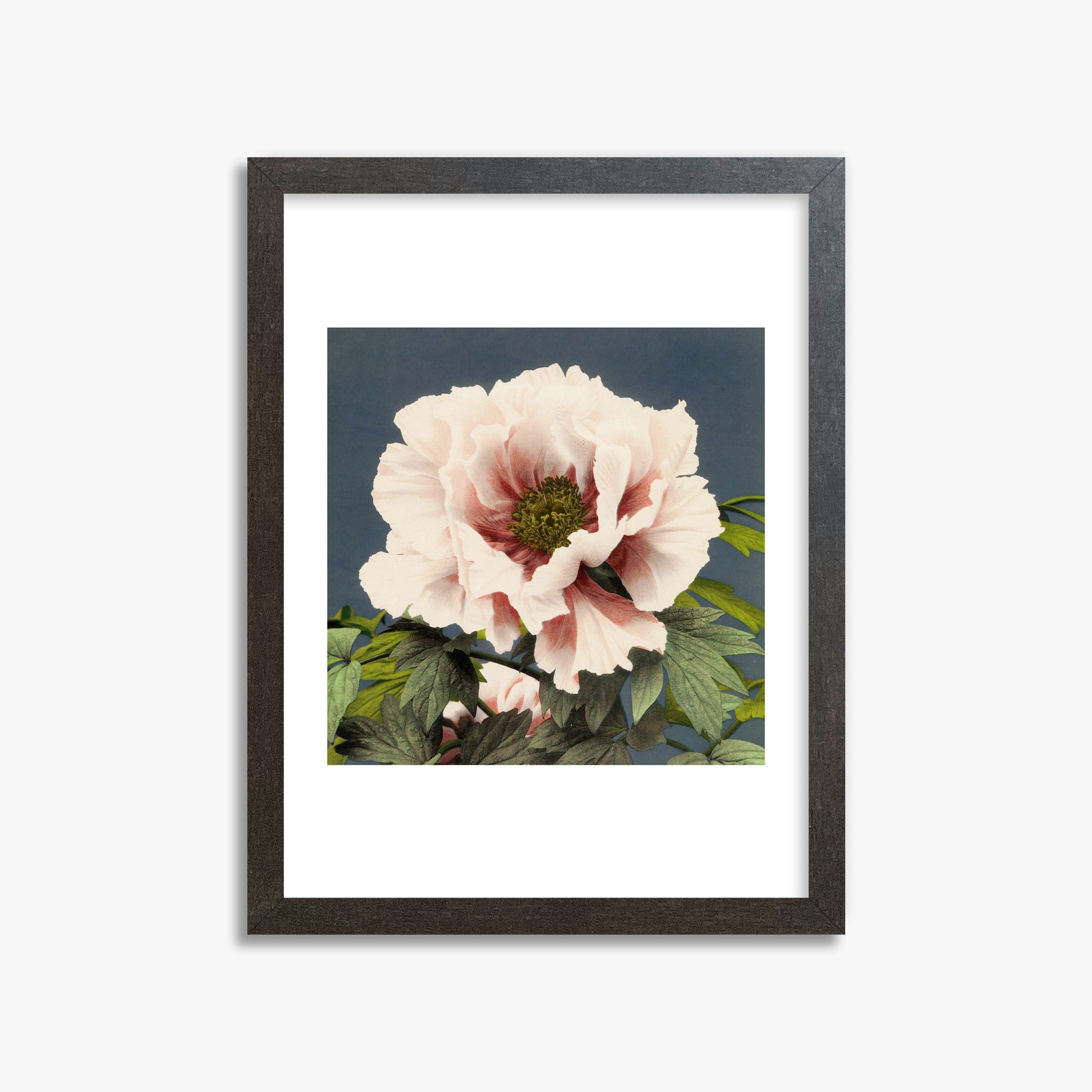 Ogawa Kazumasa: Peony, 30x40cm Framed Art Reproduction With Espresso Frame