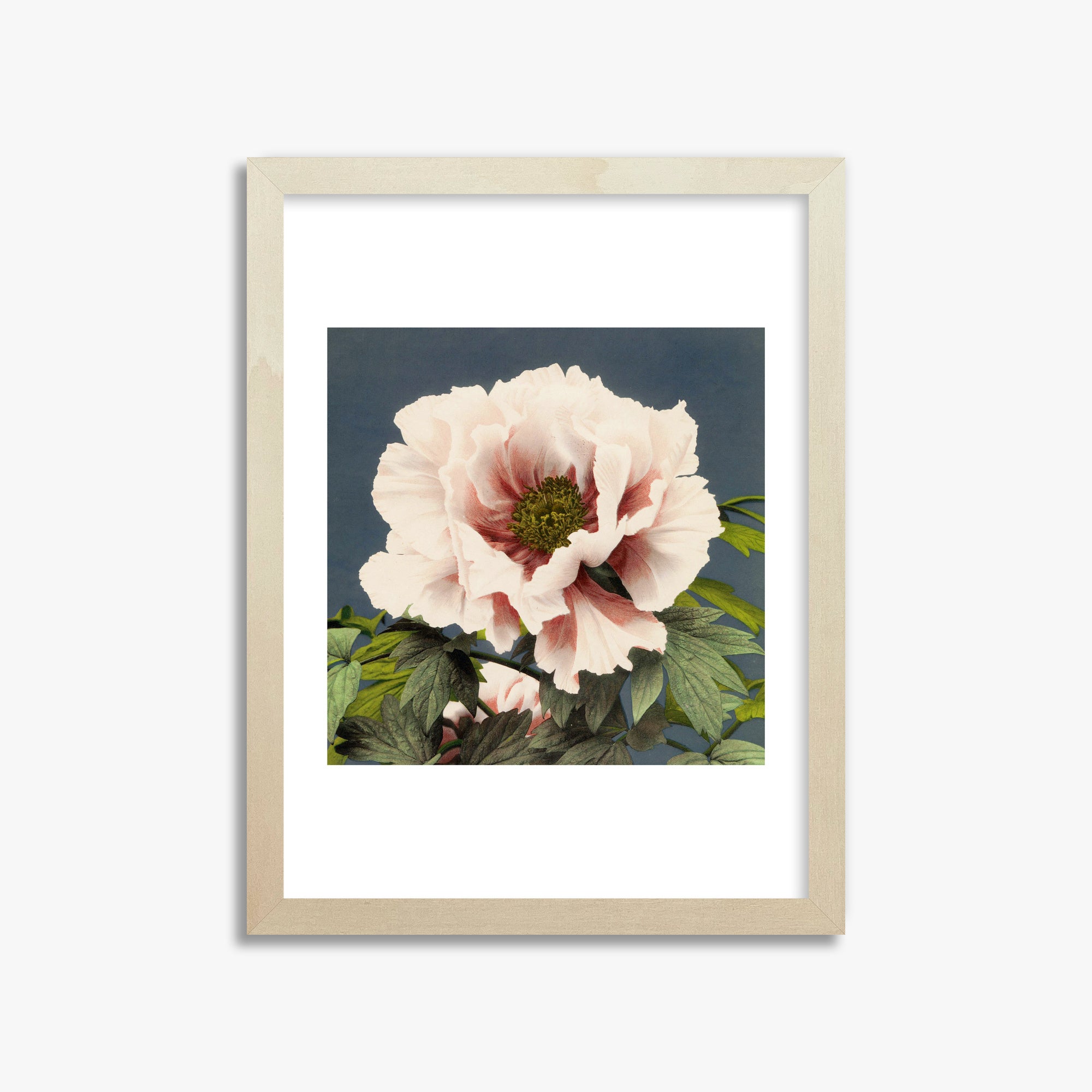 Ogawa Kazumasa: Peony, 30x40cm Framed Art Reproduction With Lime Wood Frame