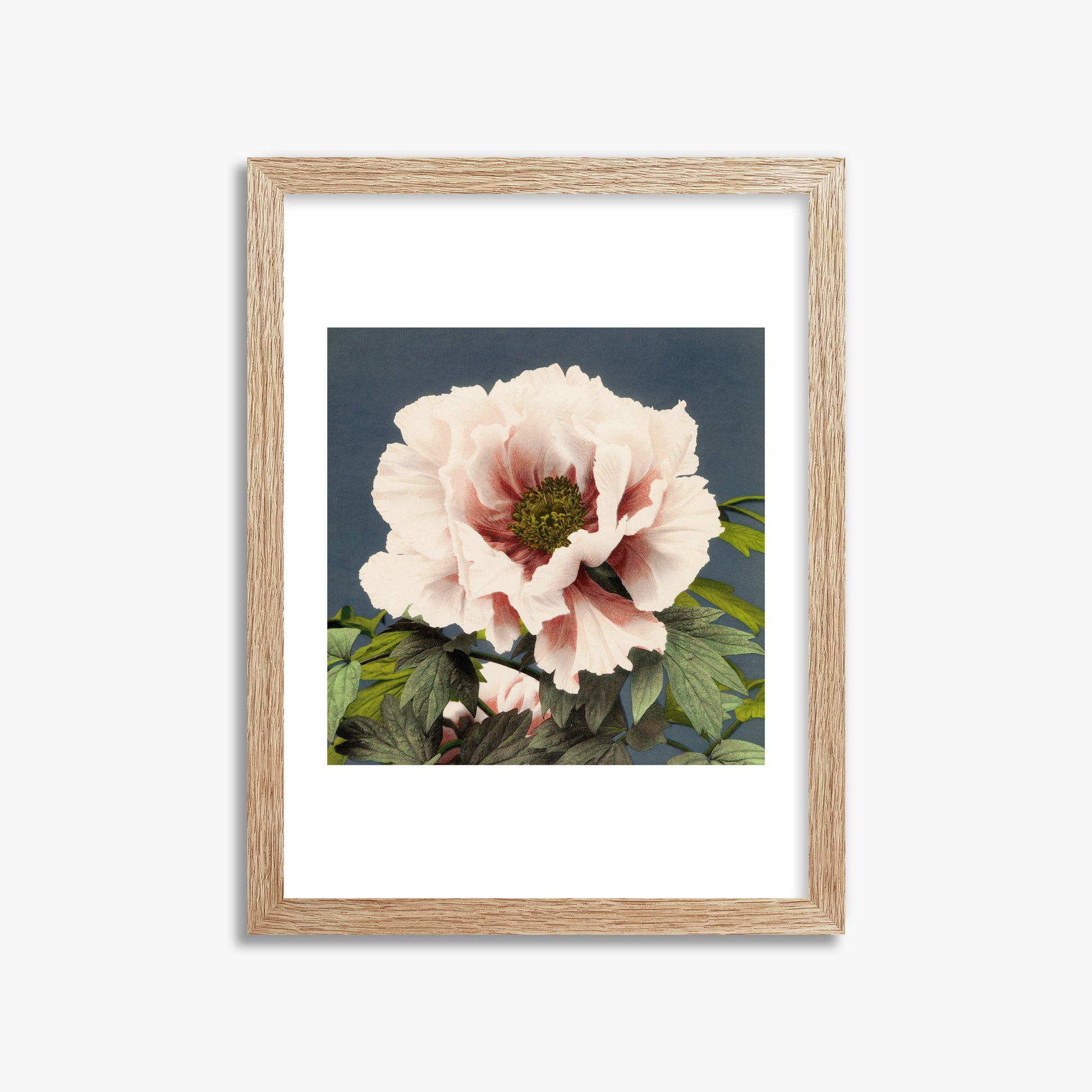 Ogawa Kazumasa: Peony, 30x40cm Framed Art Reproduction With Raw Oak Frame