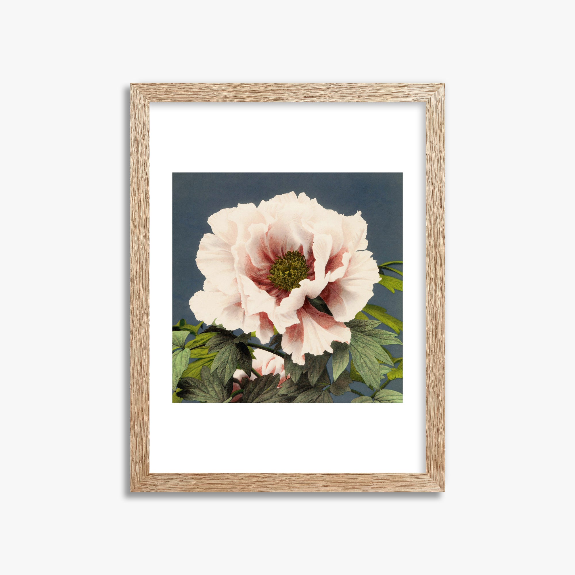 Ogawa Kazumasa: Peony, 30x40cm Framed Art Reproduction With Raw Oak Frame