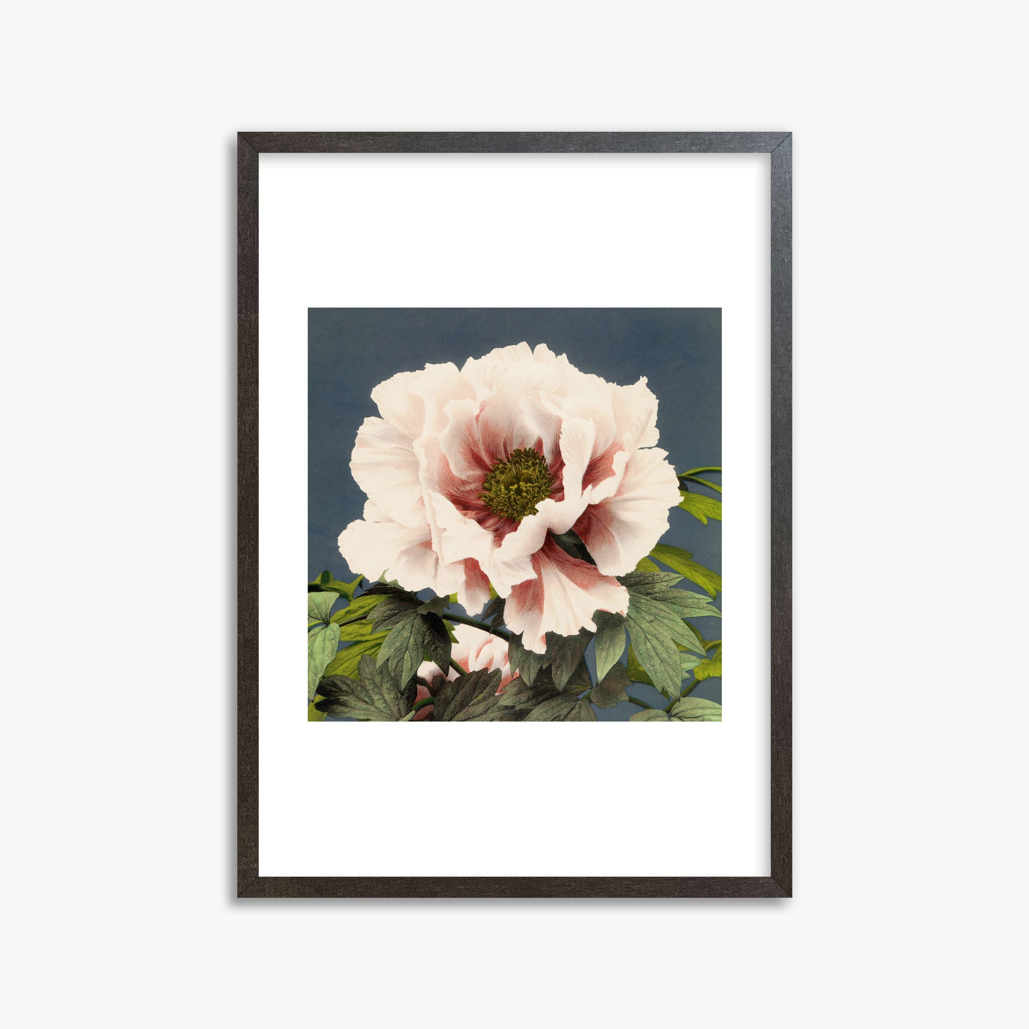 Ogawa Kazumasa: Peony, 50x70cm Framed Art Reproduction With Espresso Frame