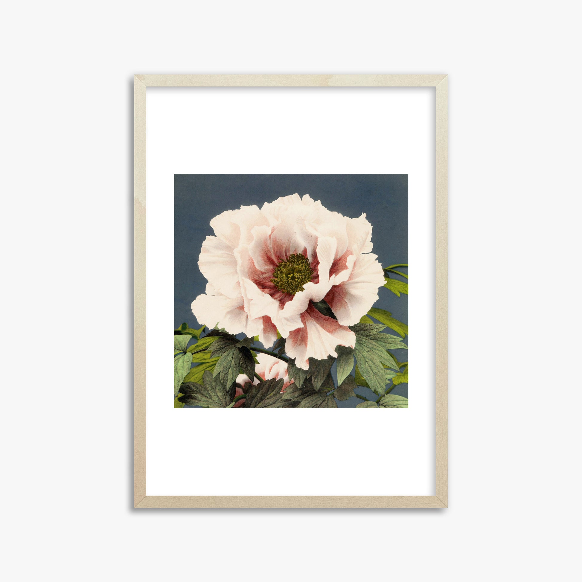 Ogawa Kazumasa: Peony, 50x70cm Framed Art Reproduction With Lime Wood Frame
