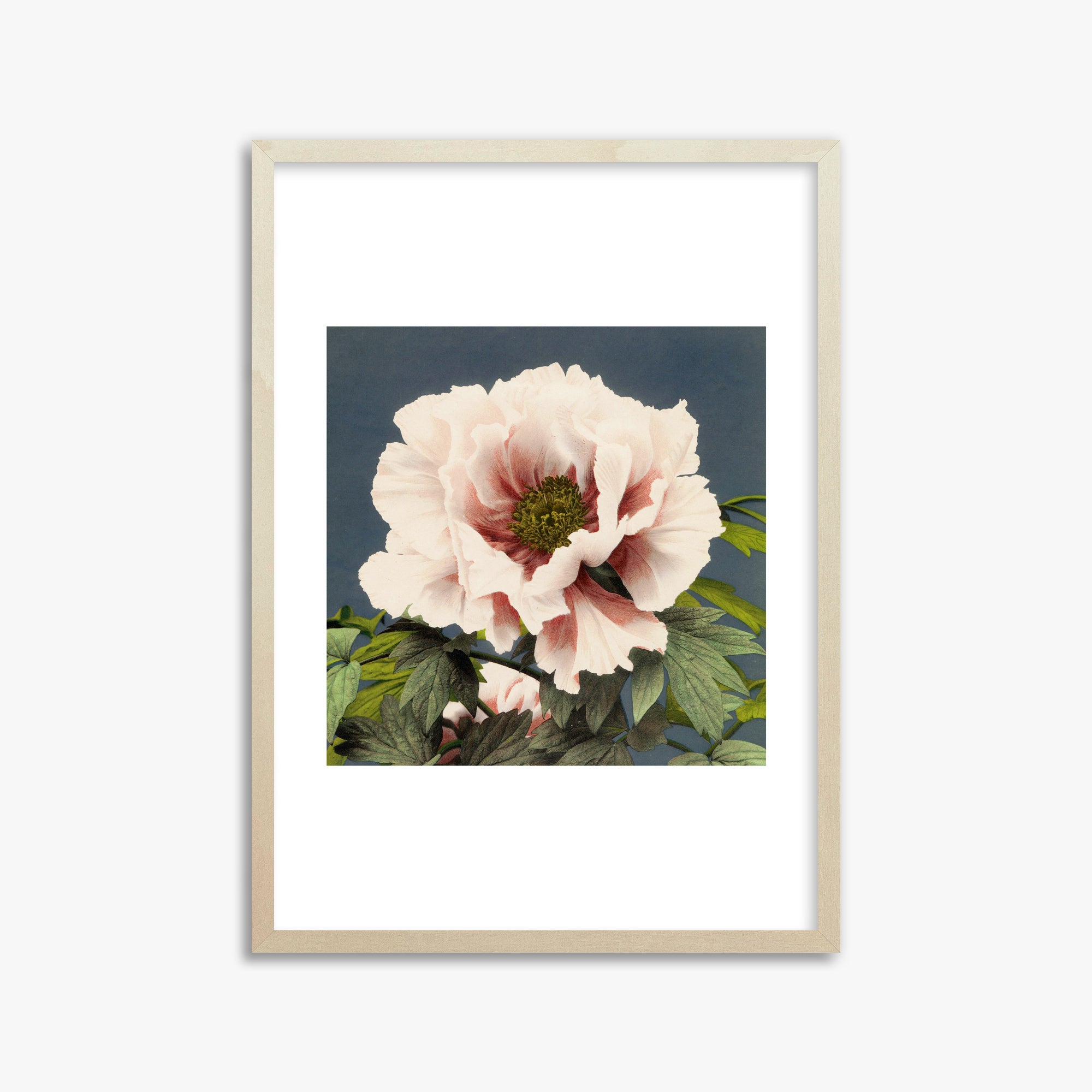 Ogawa Kazumasa: Peony, 50x70cm Framed Art Reproduction With Lime Wood Frame
