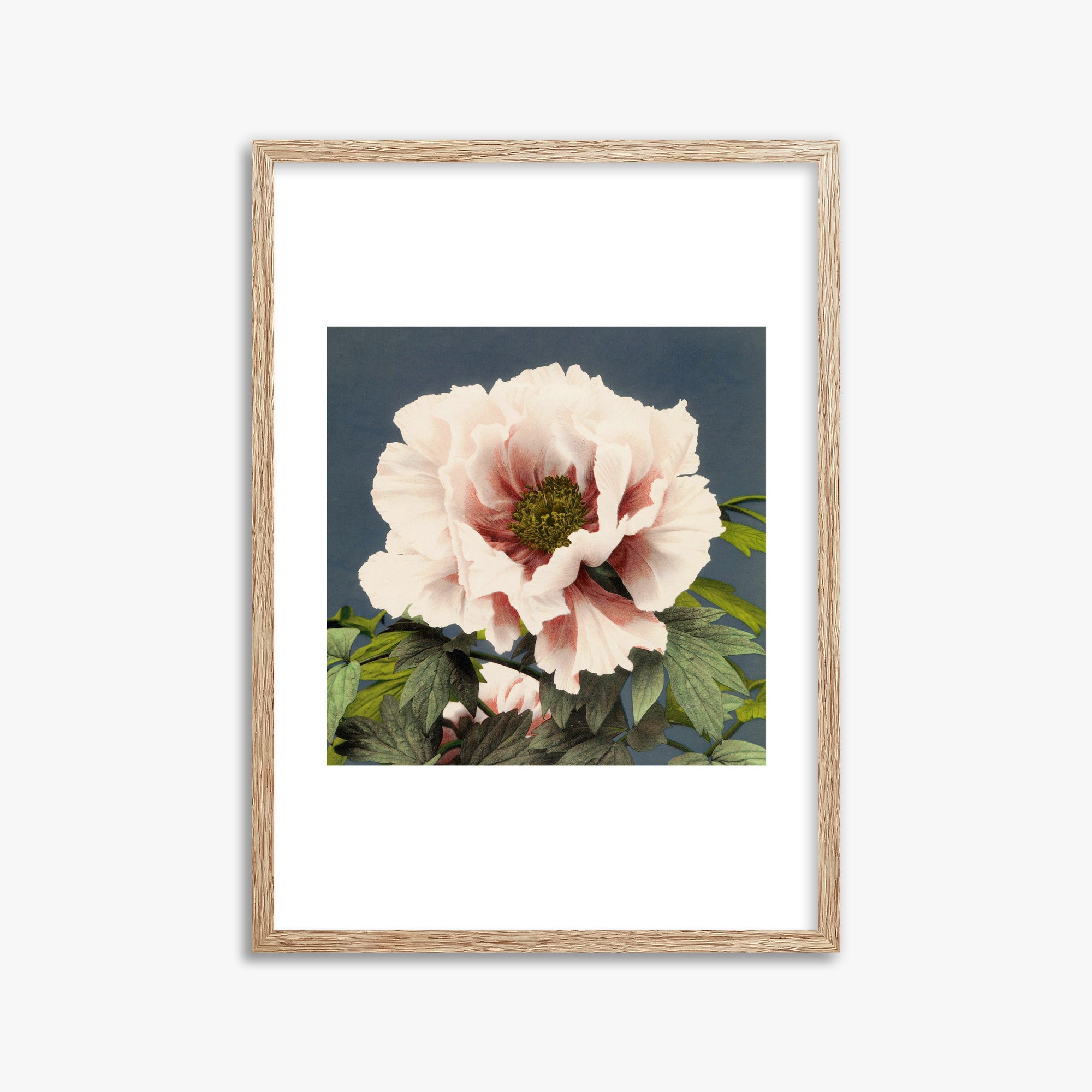 Ogawa Kazumasa: Peony, 50x70cm Framed Art Reproduction With Raw Oak Frame