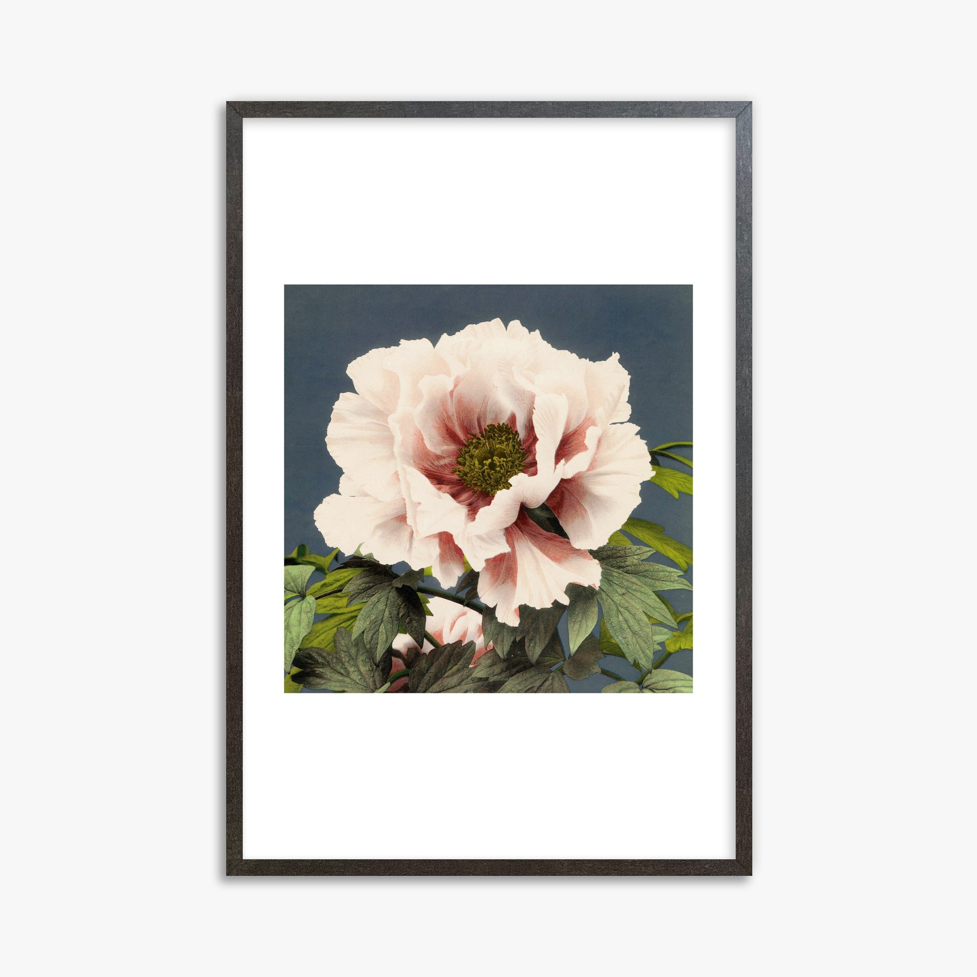 Ogawa Kazumasa: Peony, 61x91cm Framed Art Reproduction With Espresso Frame