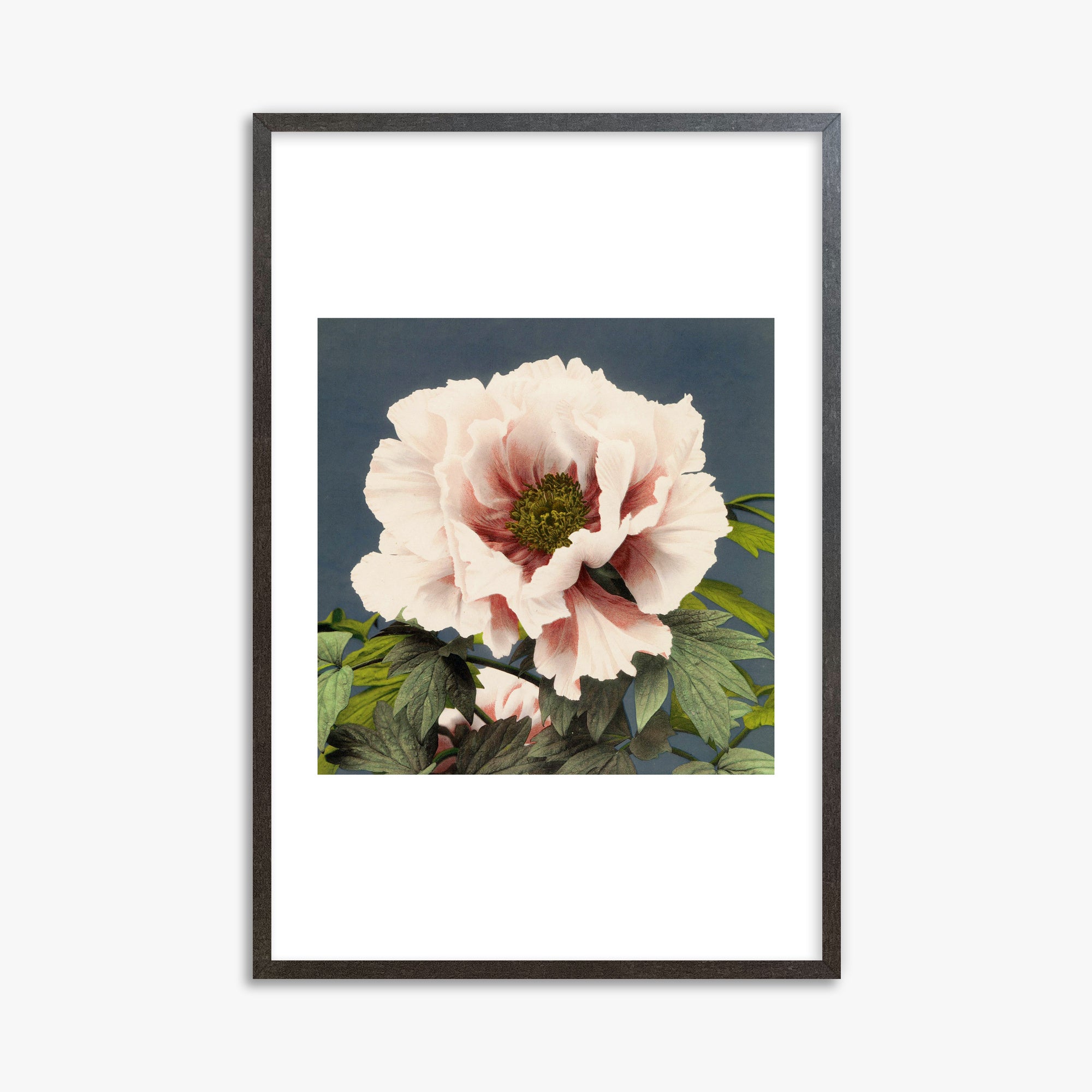 Ogawa Kazumasa: Peony, 61x91cm Framed Art Reproduction With Espresso Frame