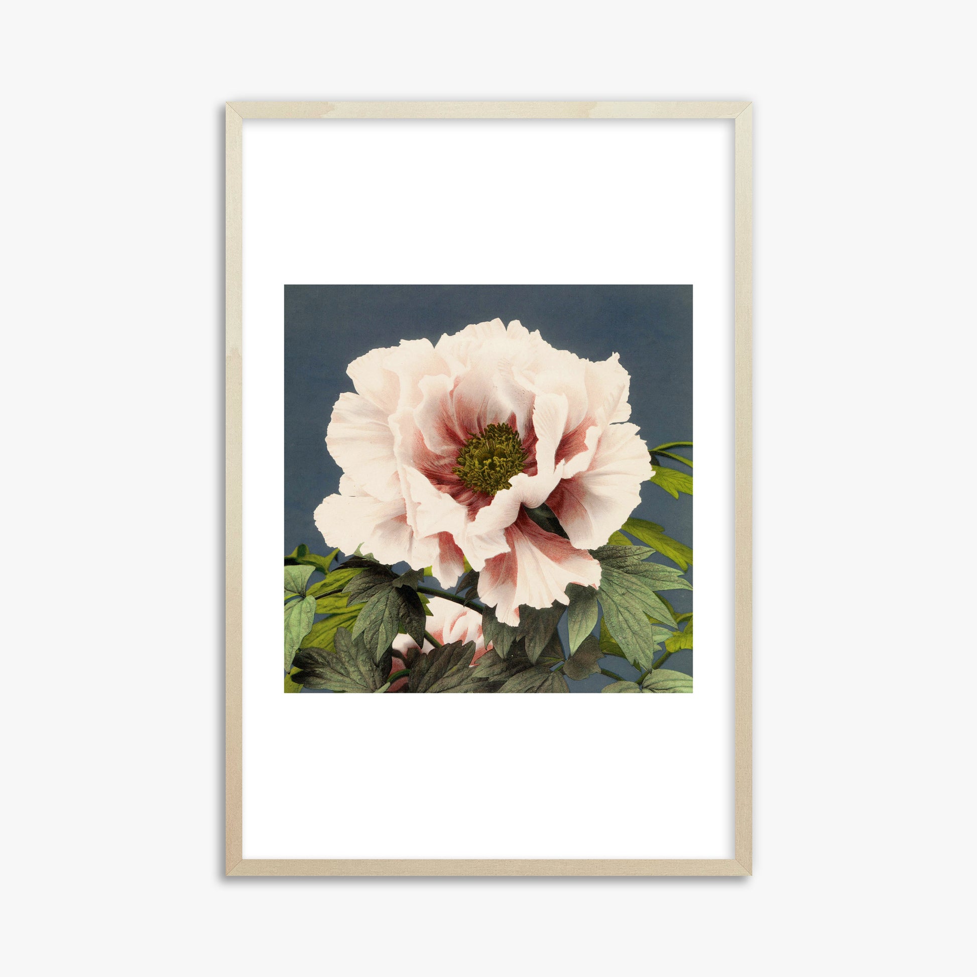 Ogawa Kazumasa: Peony, 61x91cm Framed Art Reproduction With Lime Wood Frame