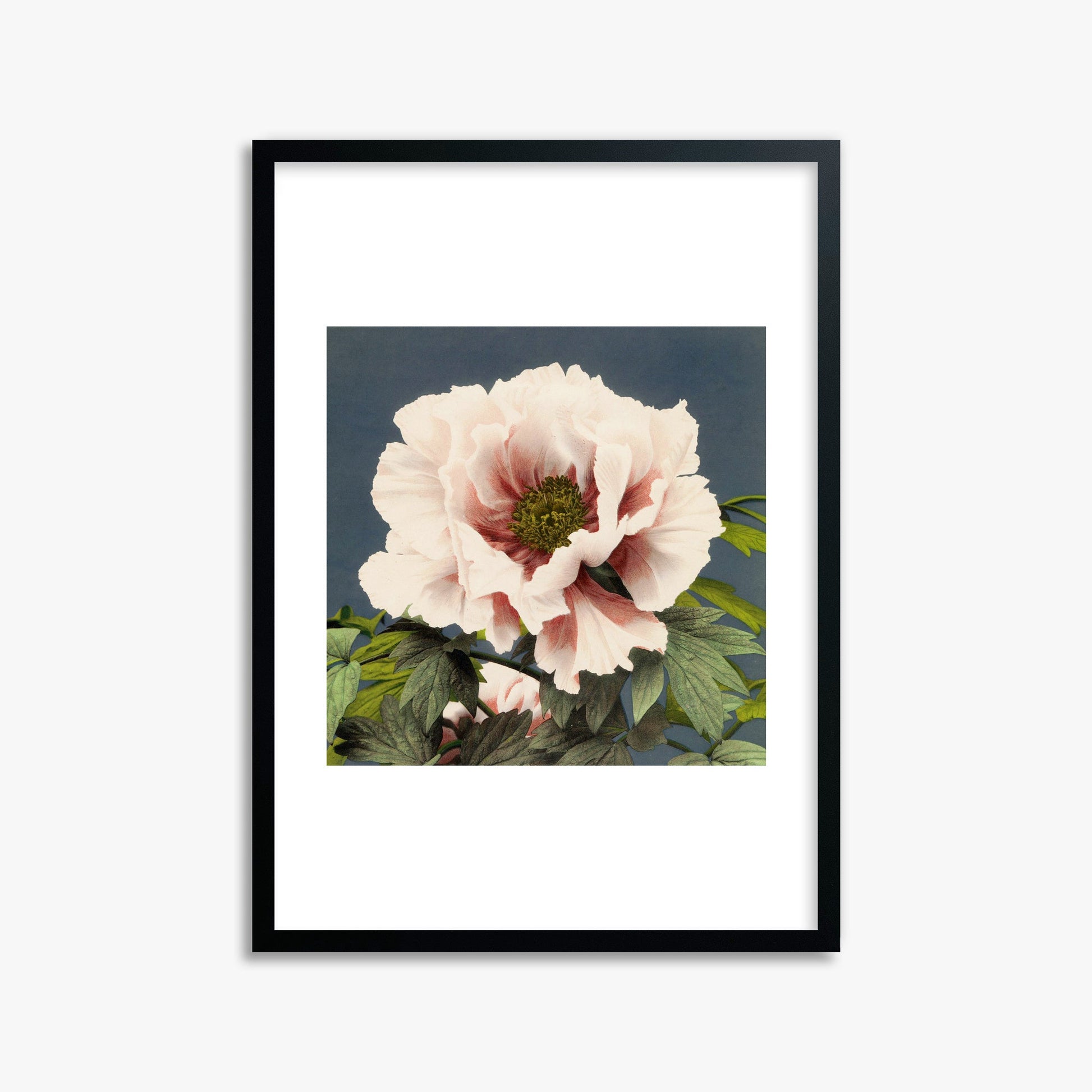 Ogawa Kazumasa: Peony, 50x70cm Framed Art Reproduction With Black Frame