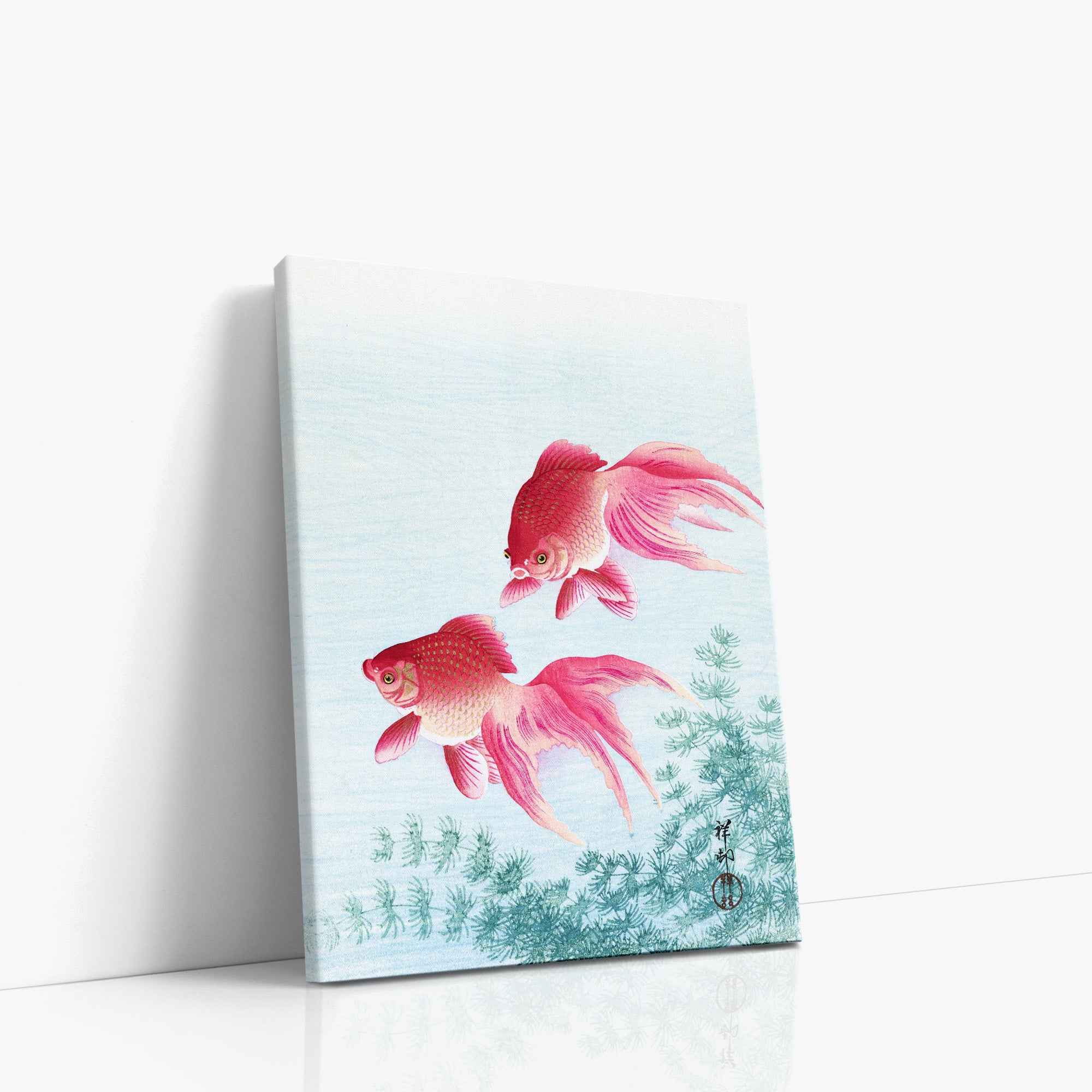 Two veil goldfish