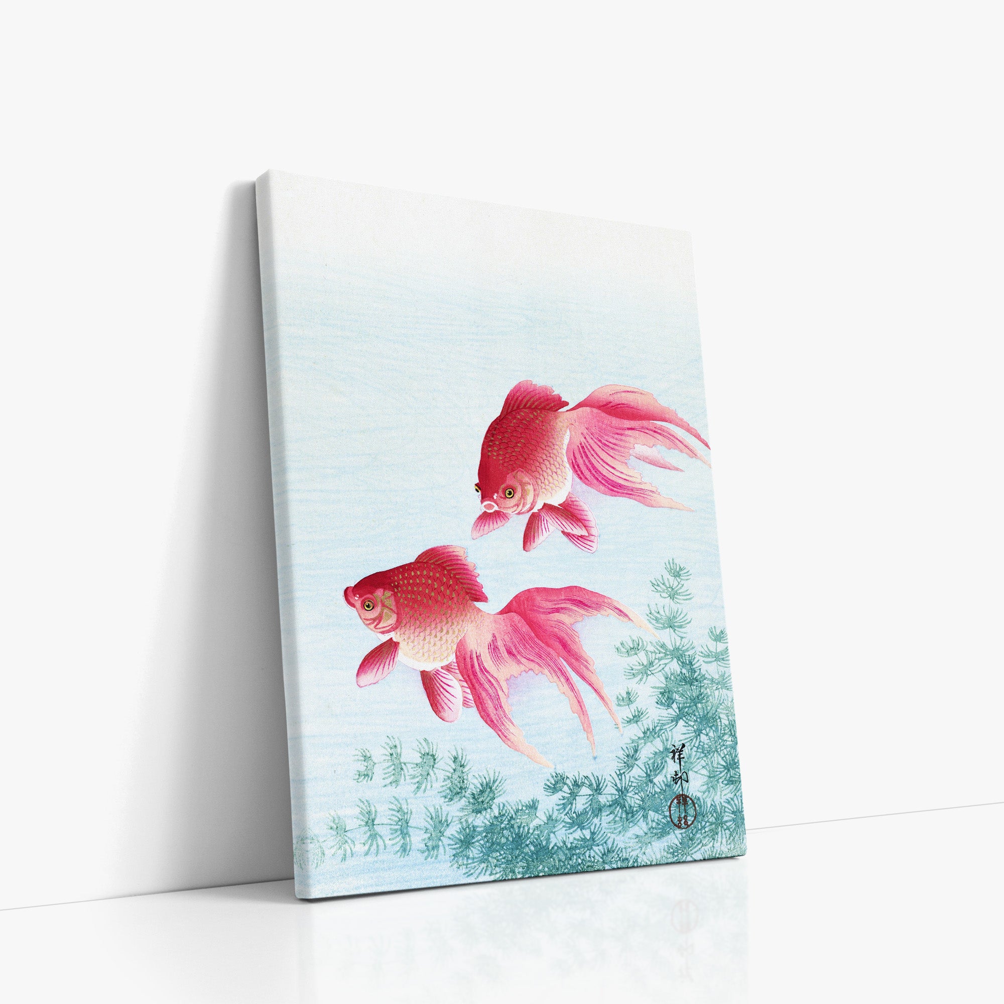 Two veil goldfish